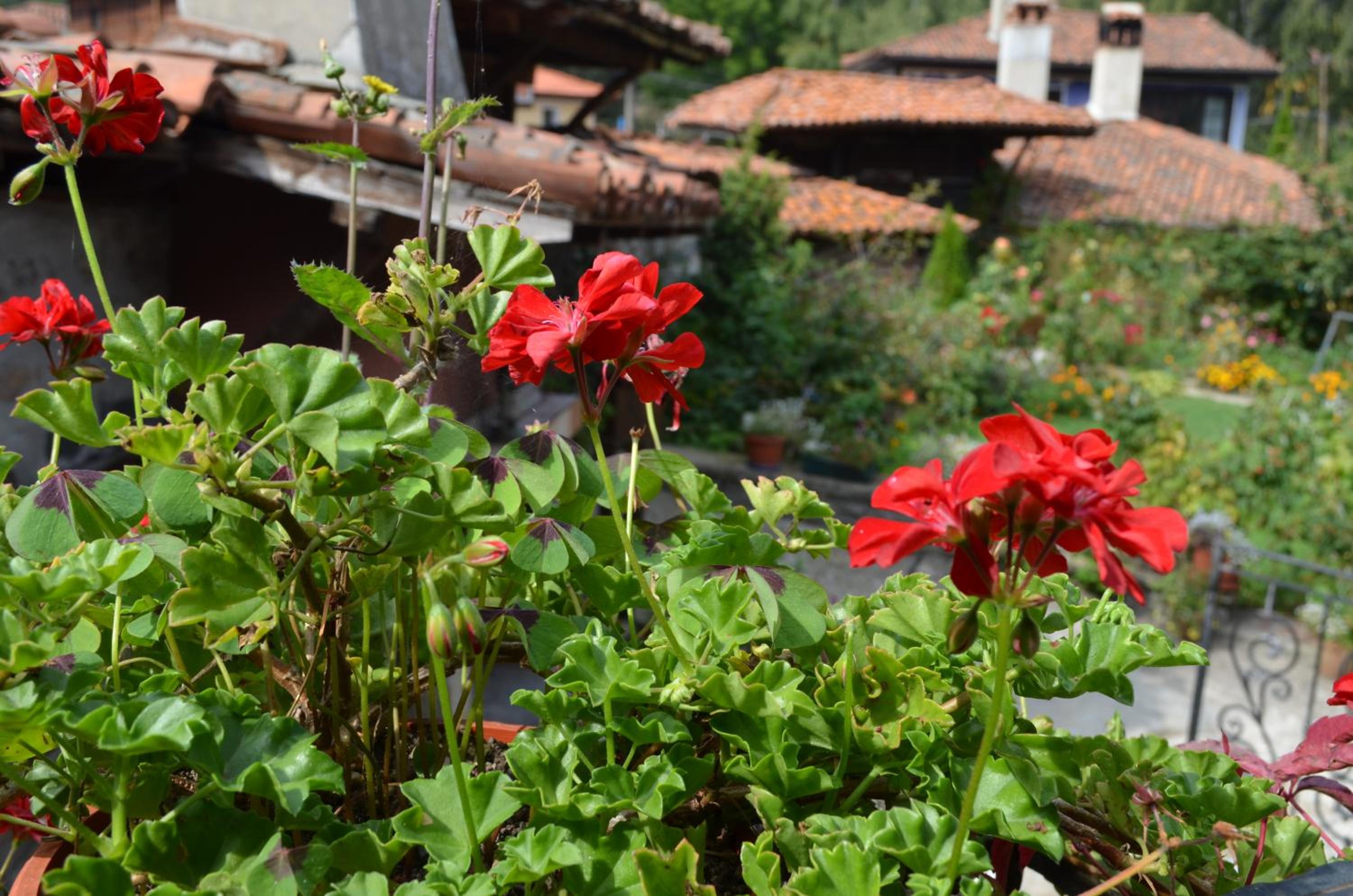 Guest House Zlatniyat Telets
