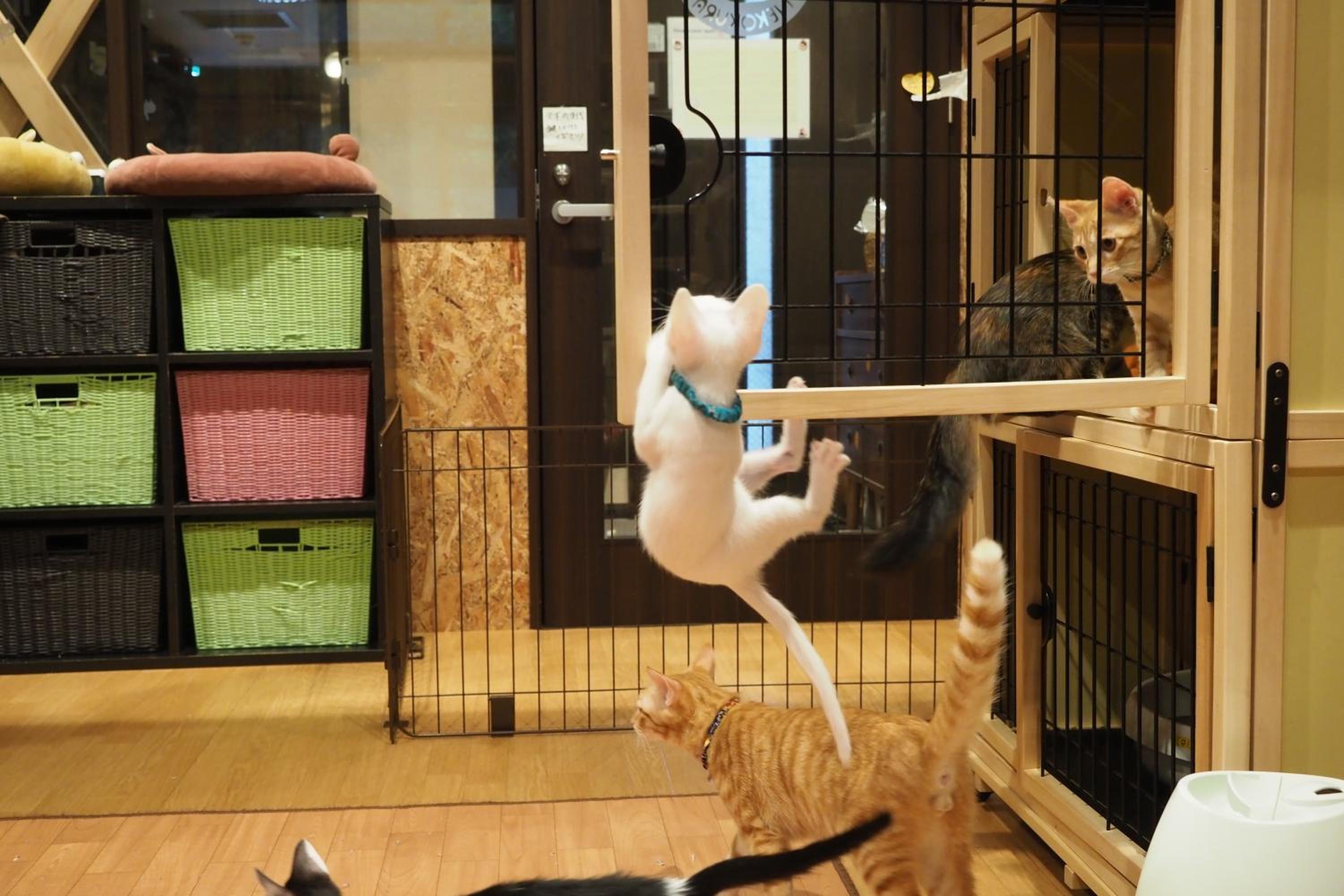 Nekokura Hostel