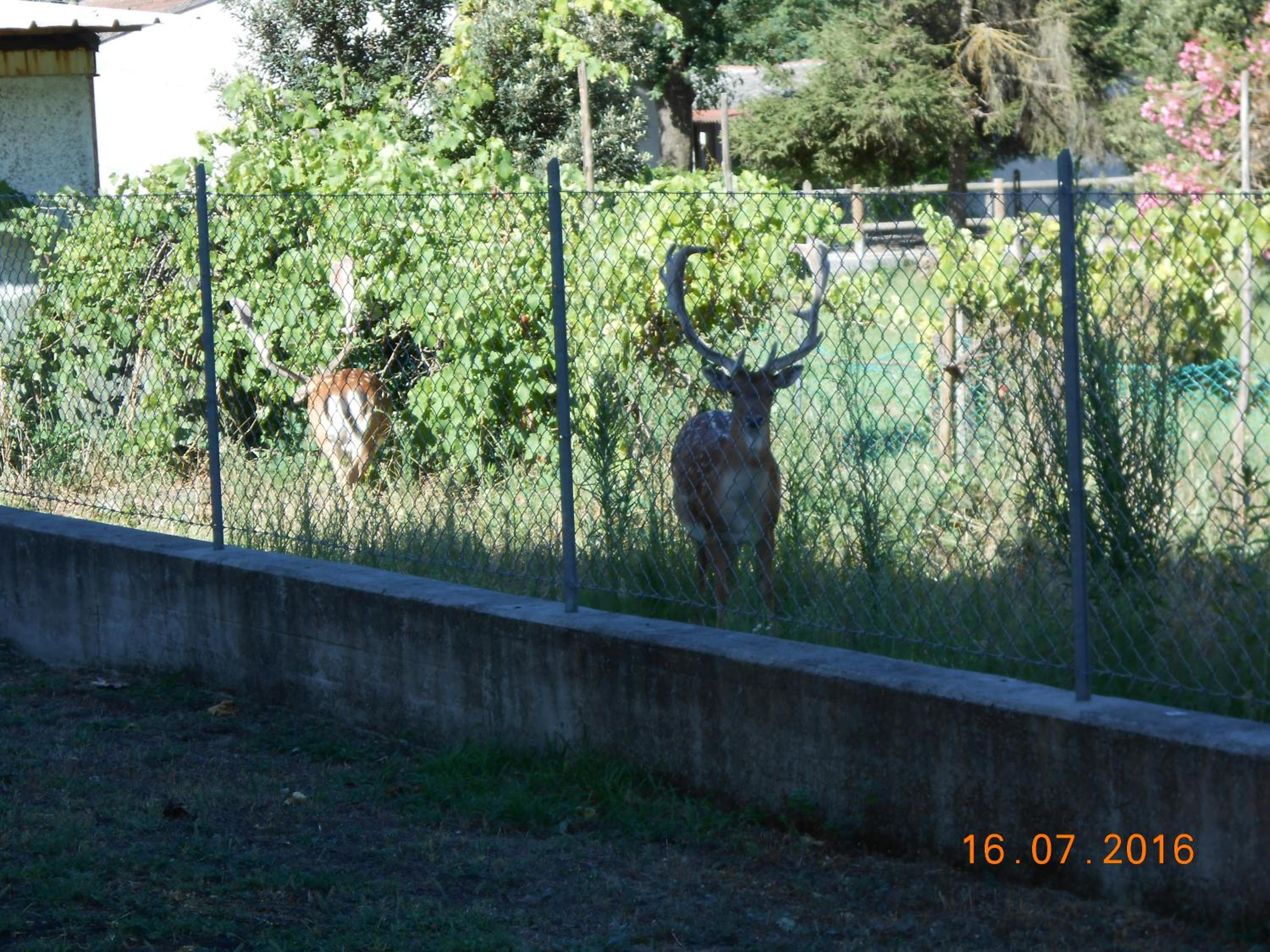 Photo 36