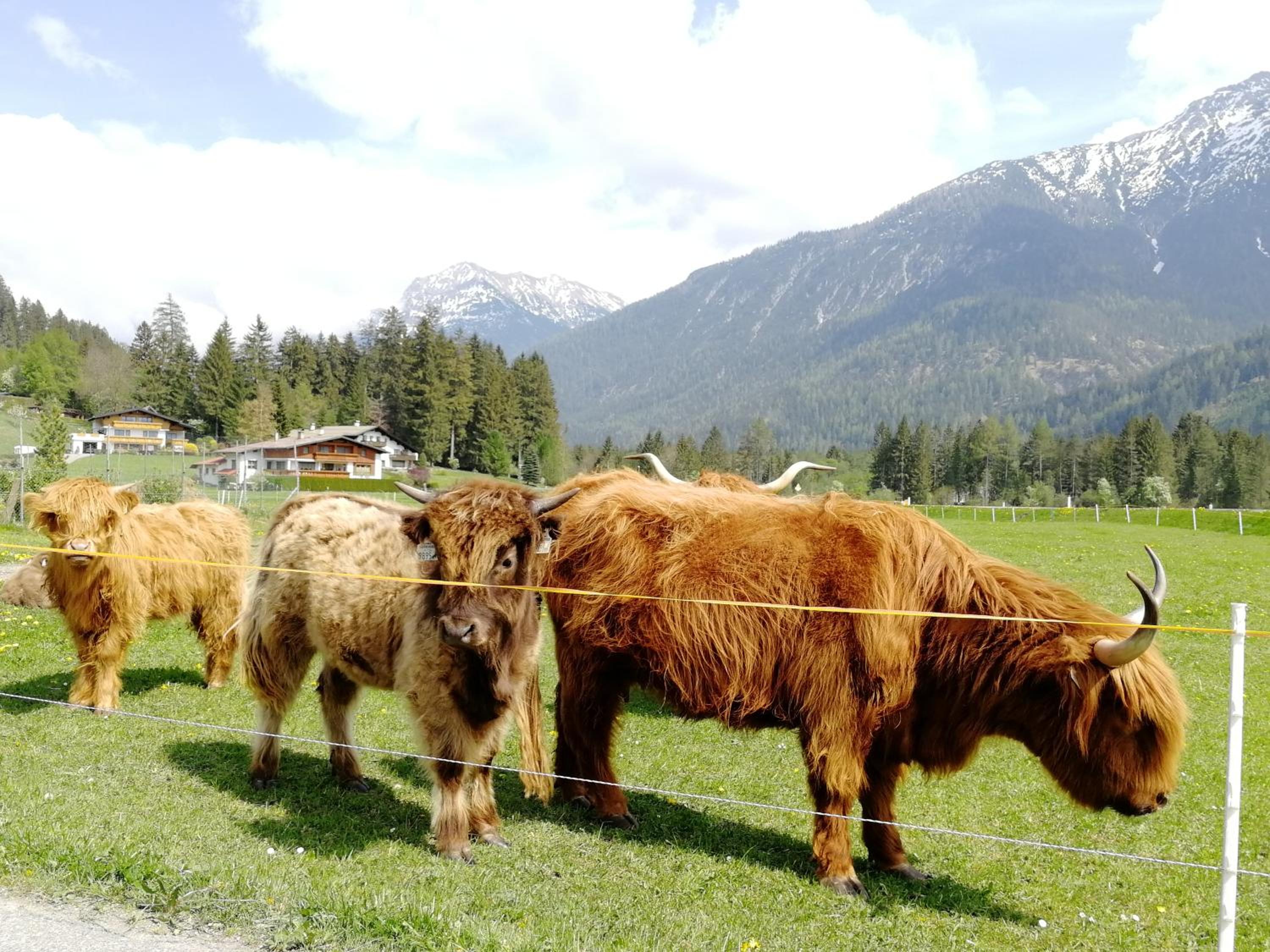 Camping Lechtal view 2