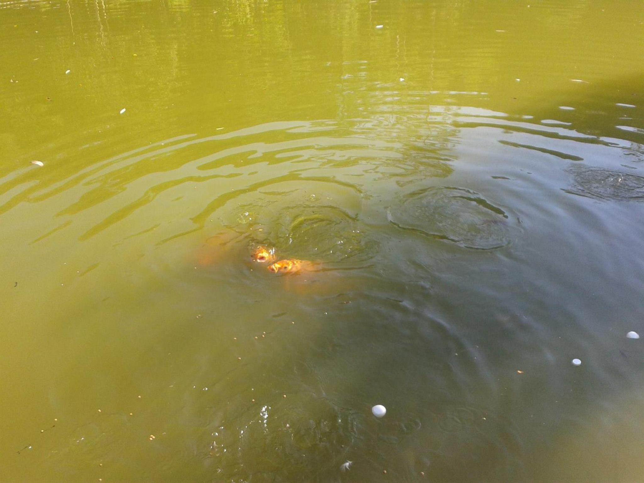 Photo 48