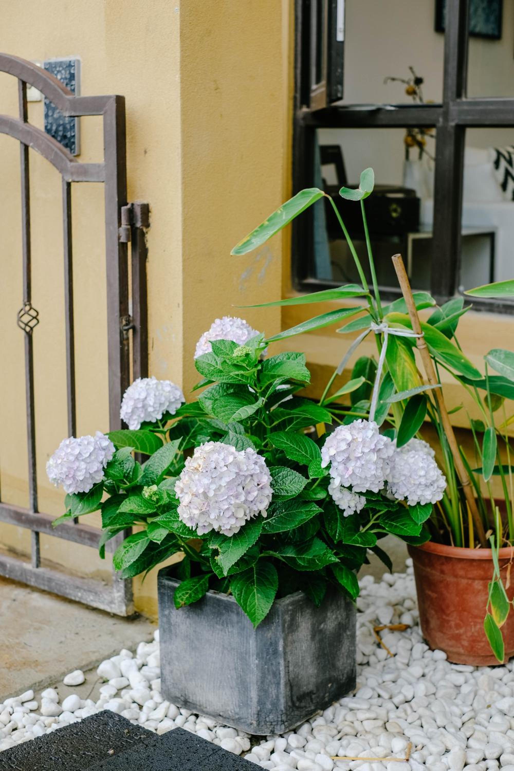 Dali lila's house Seaview Guesthouse