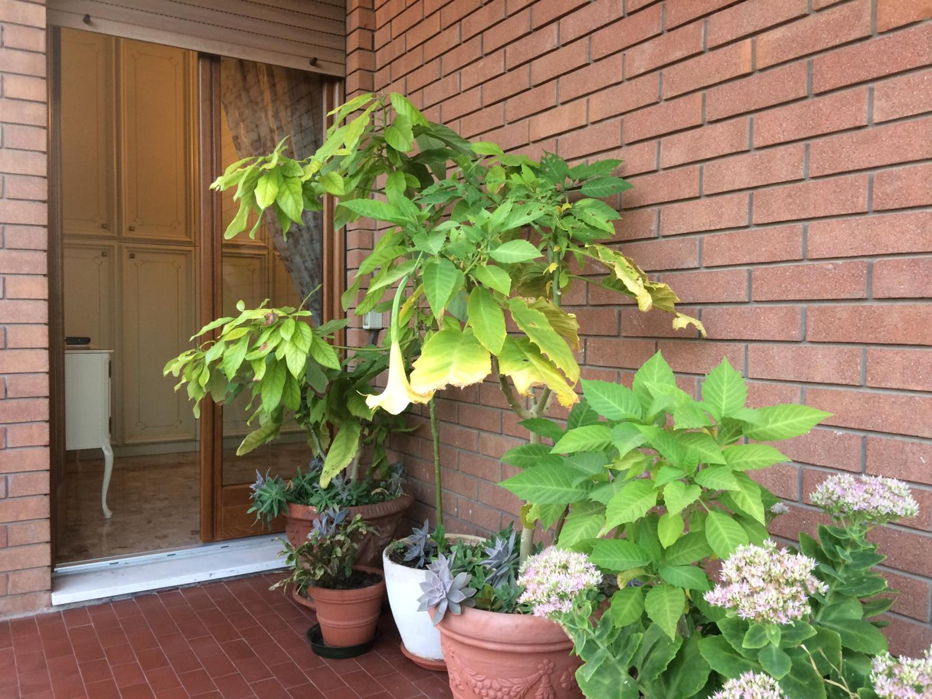 B&B Pergolesi