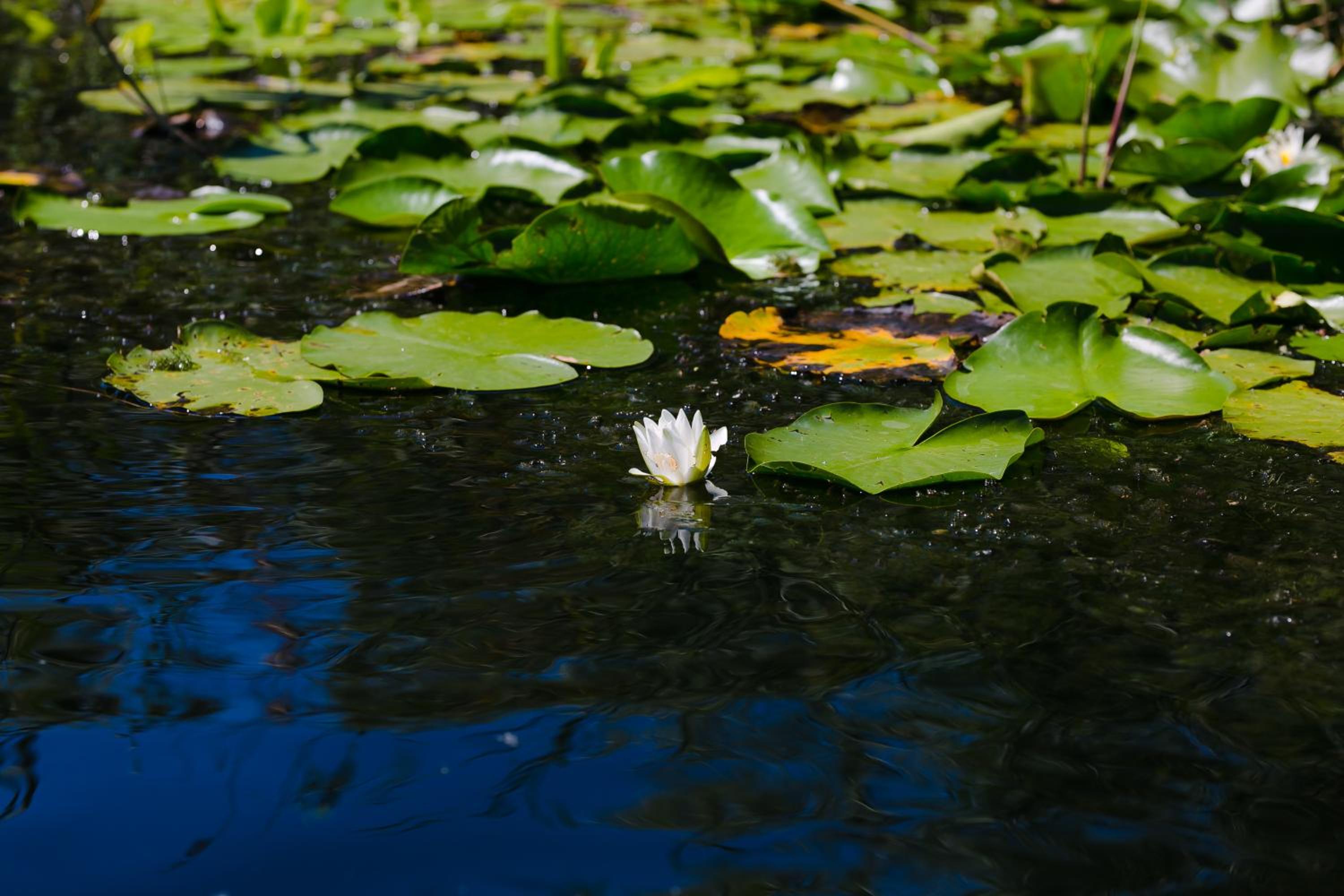 Photo 44