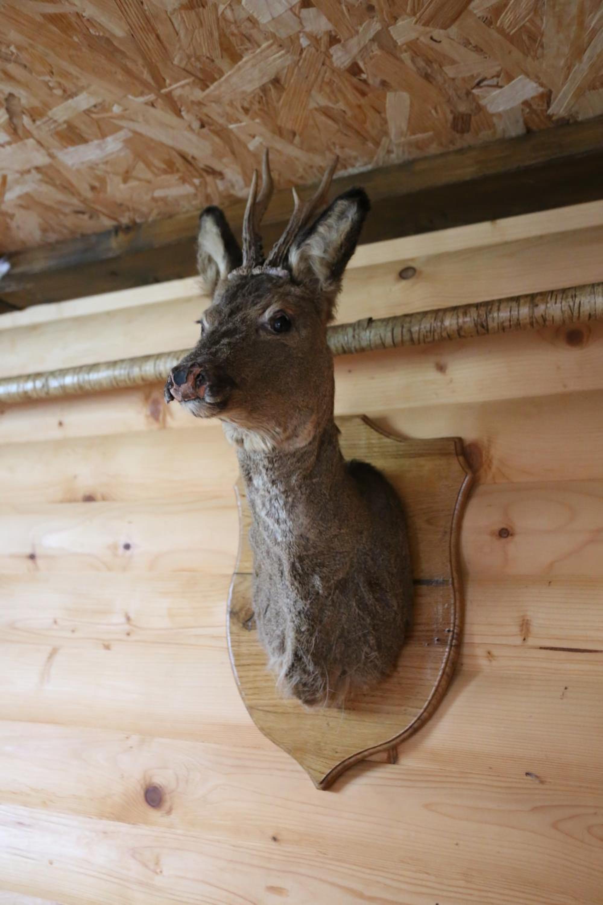 Photo 43
