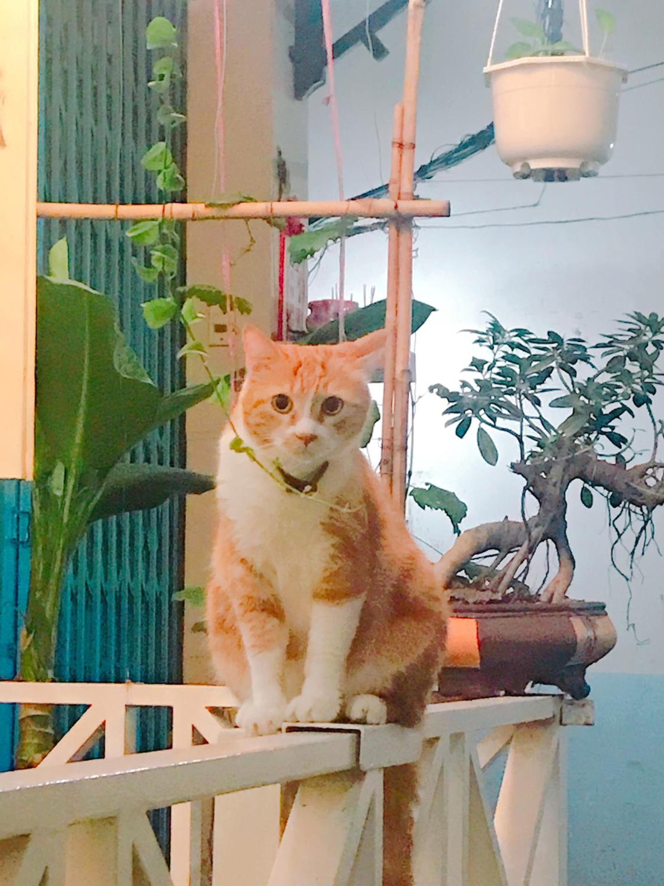 Qcub1 Homestay