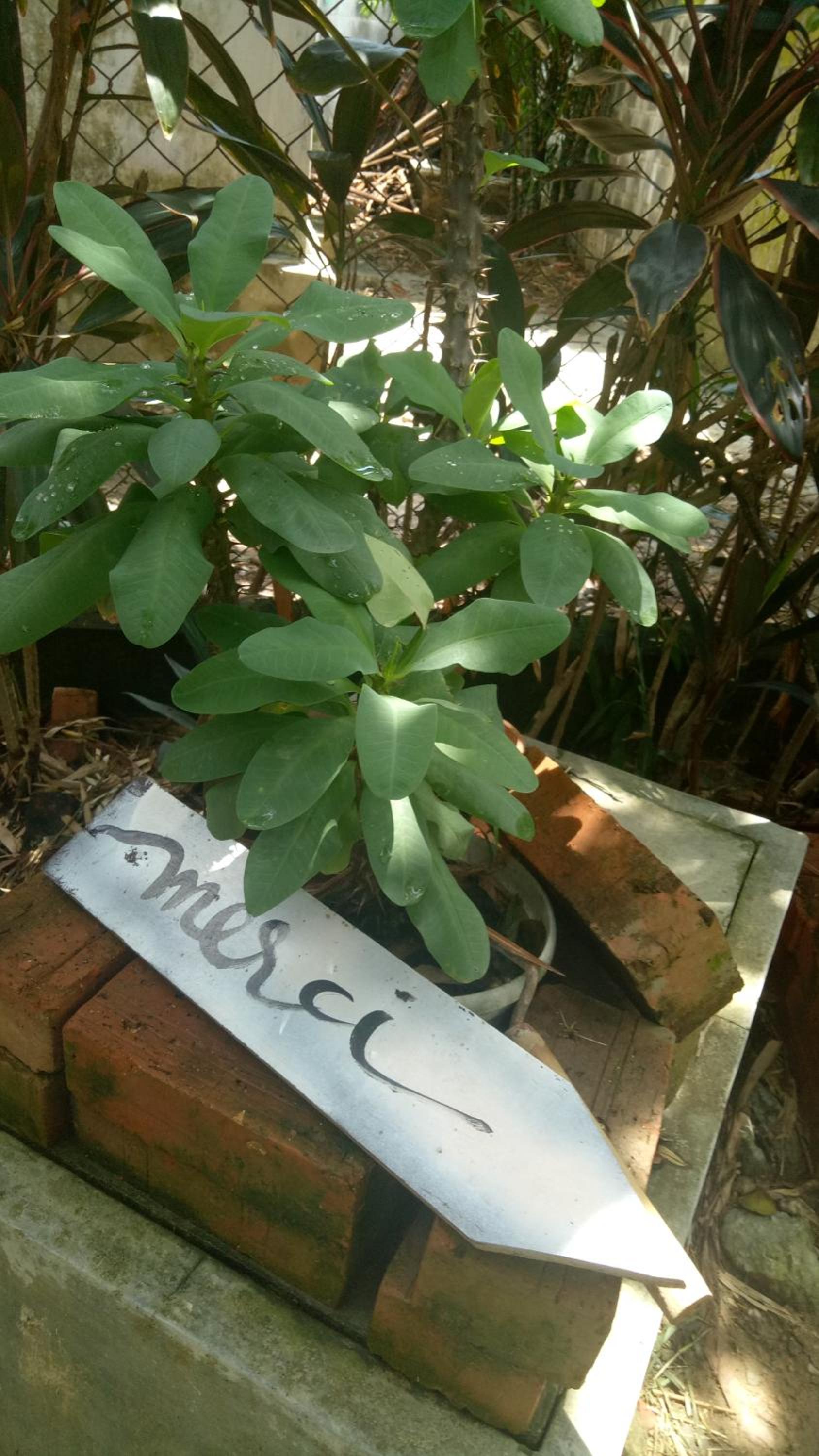 Photo 48
