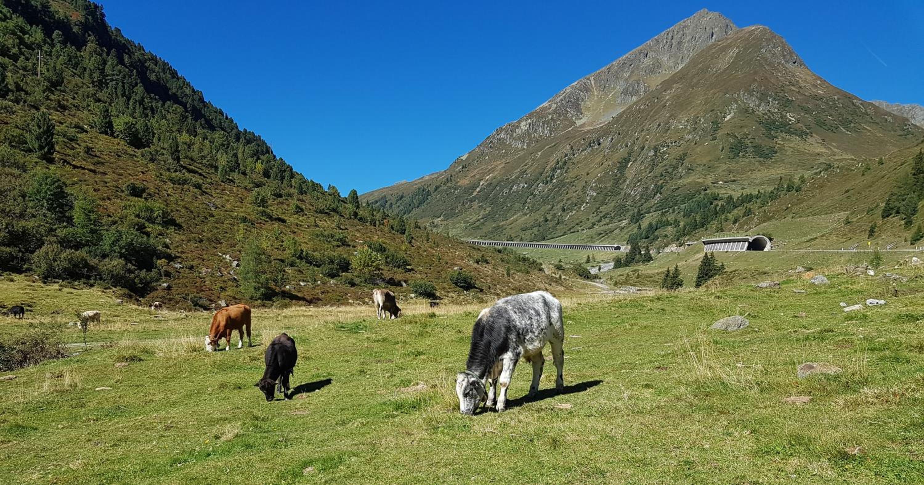 Pension Alpenrose