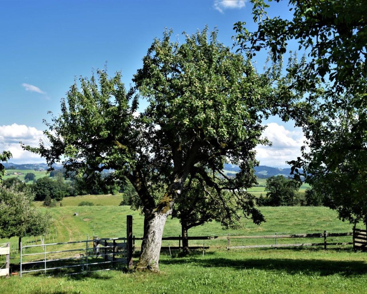 Bühl 3