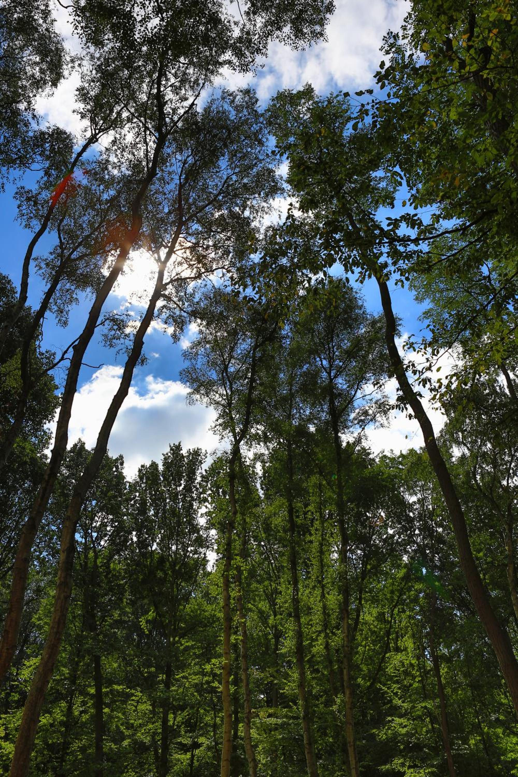 Photo 43