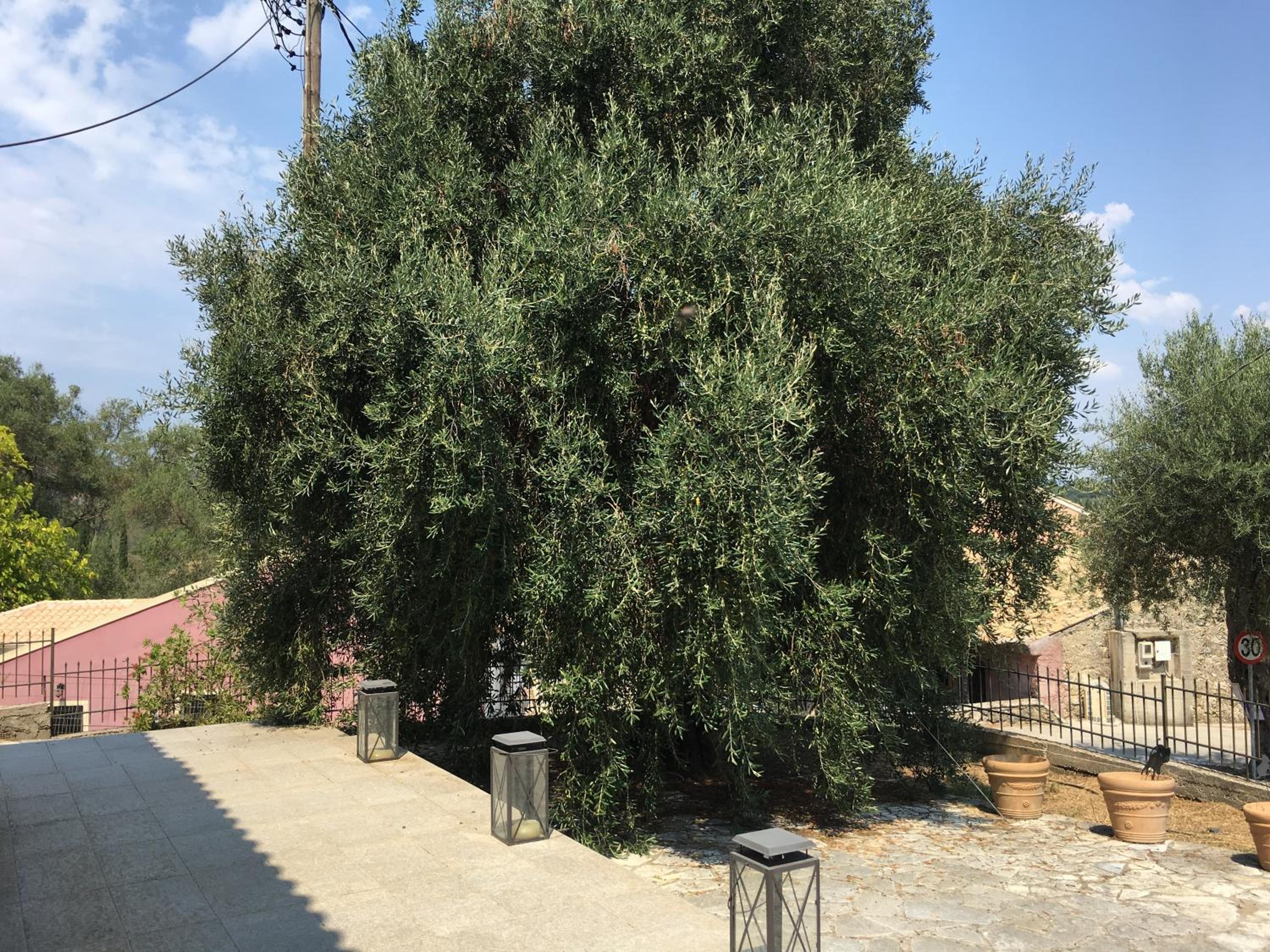 Photo 42