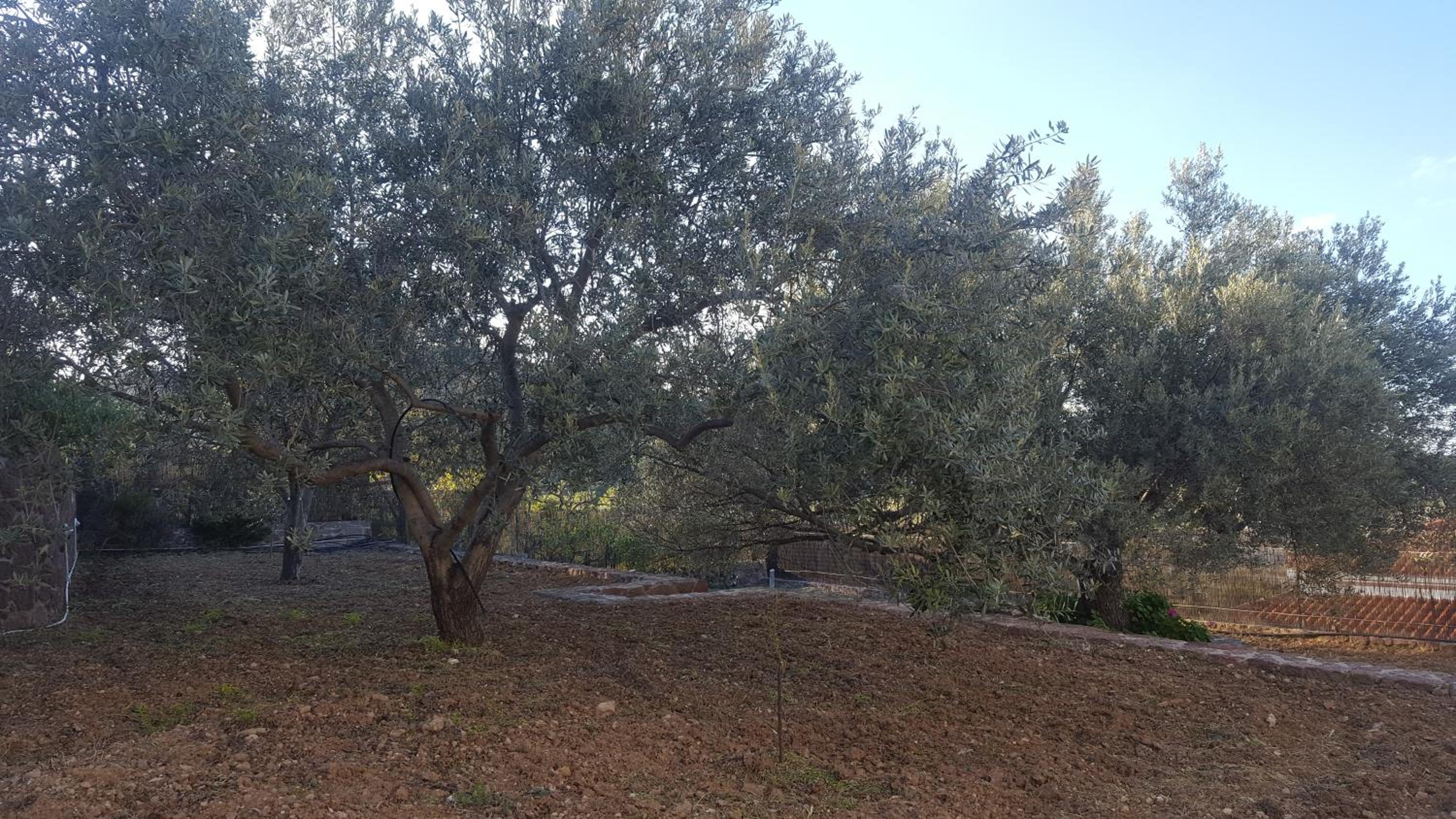 Villa Politimi at Aegina