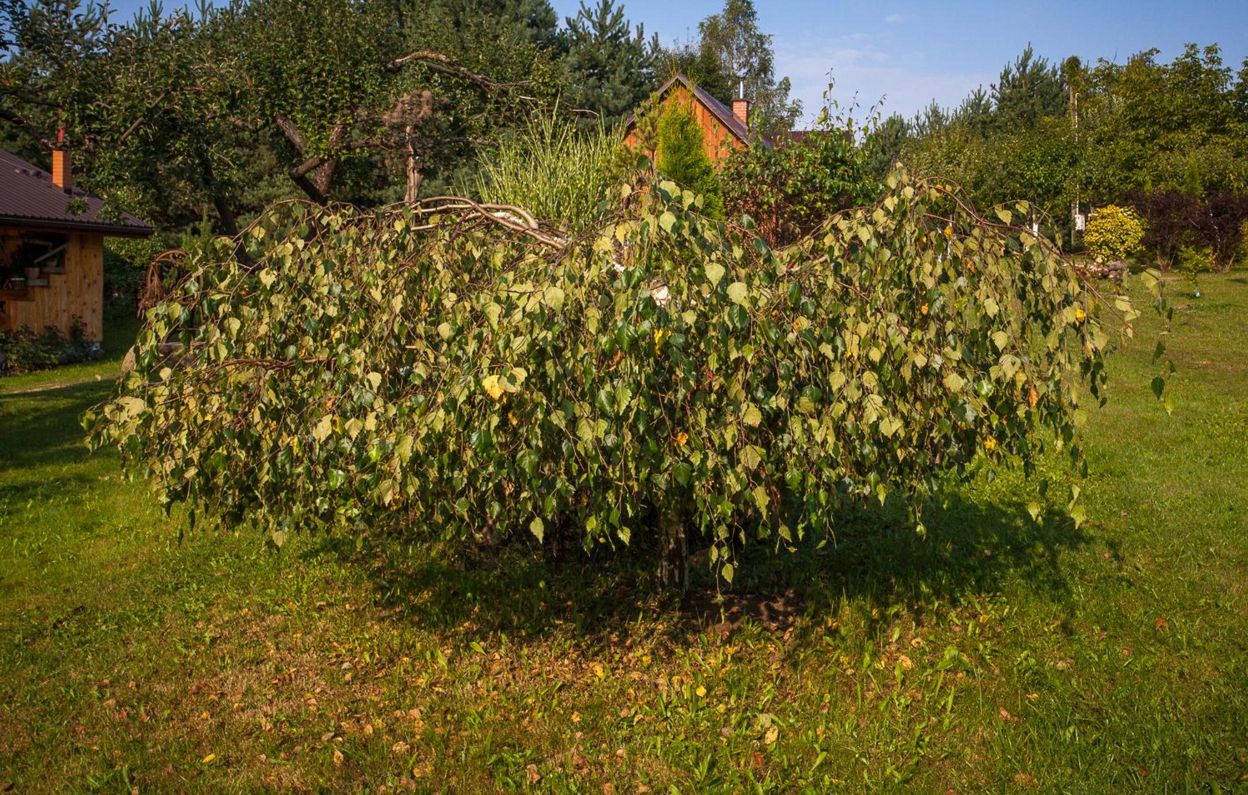 Photo 25