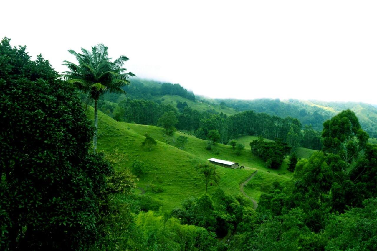 Mirador de los Cedros