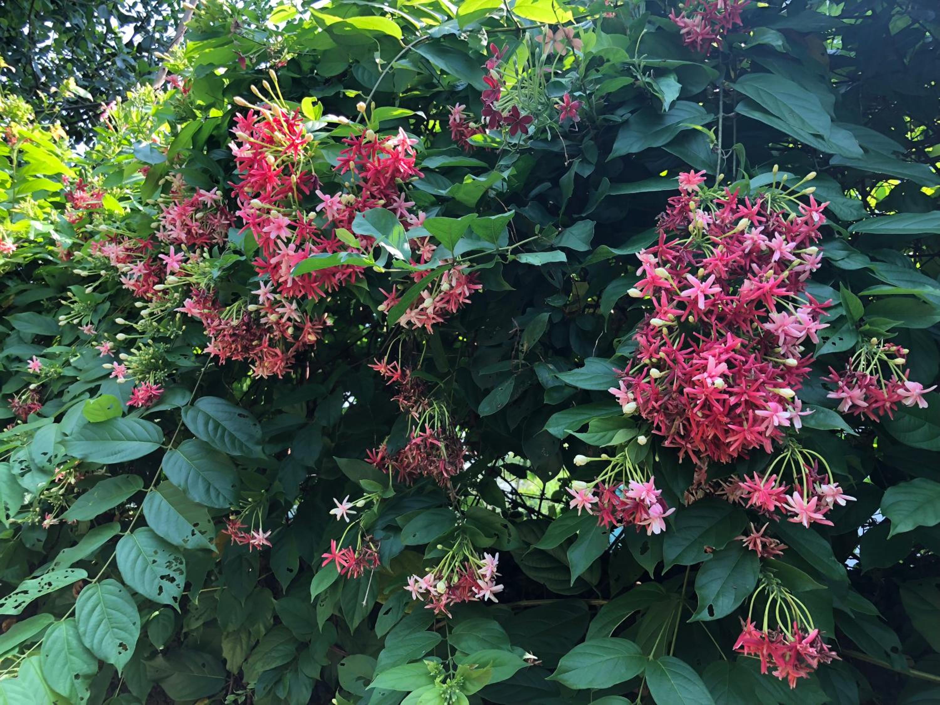 Van Son Garden - HomeStay