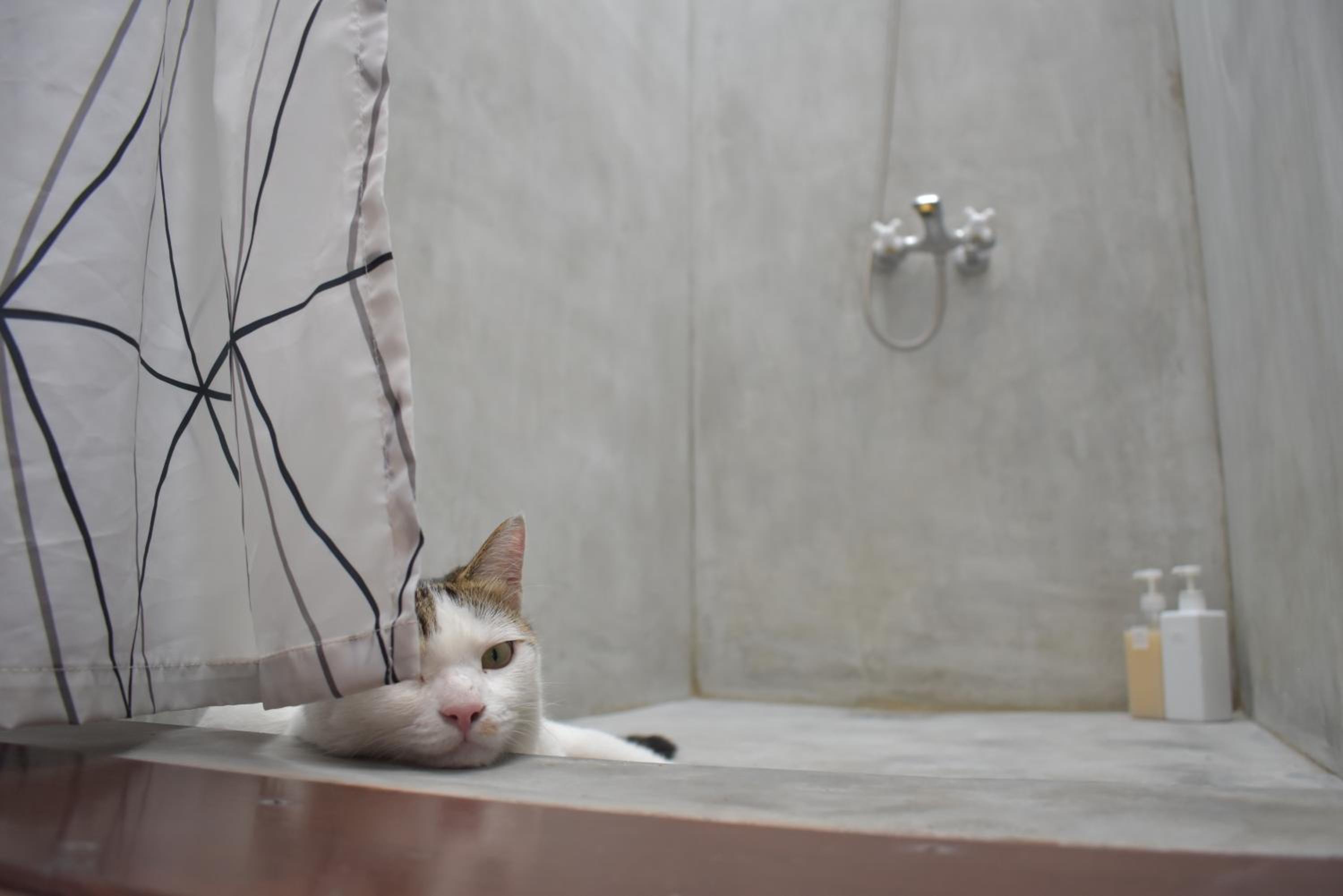 Lazy House