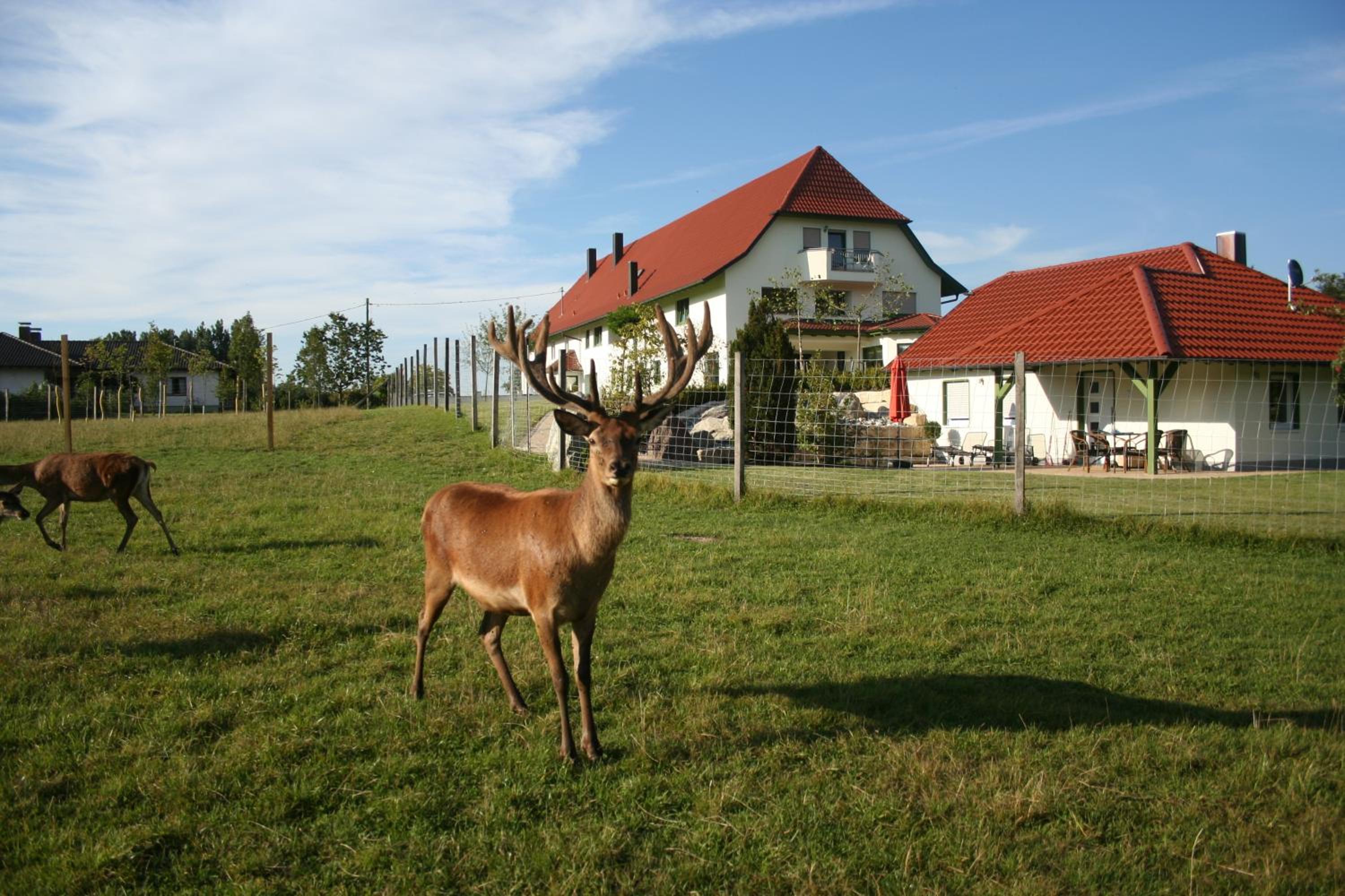 Hotel Hofgut Tiergarten - Property Image 89