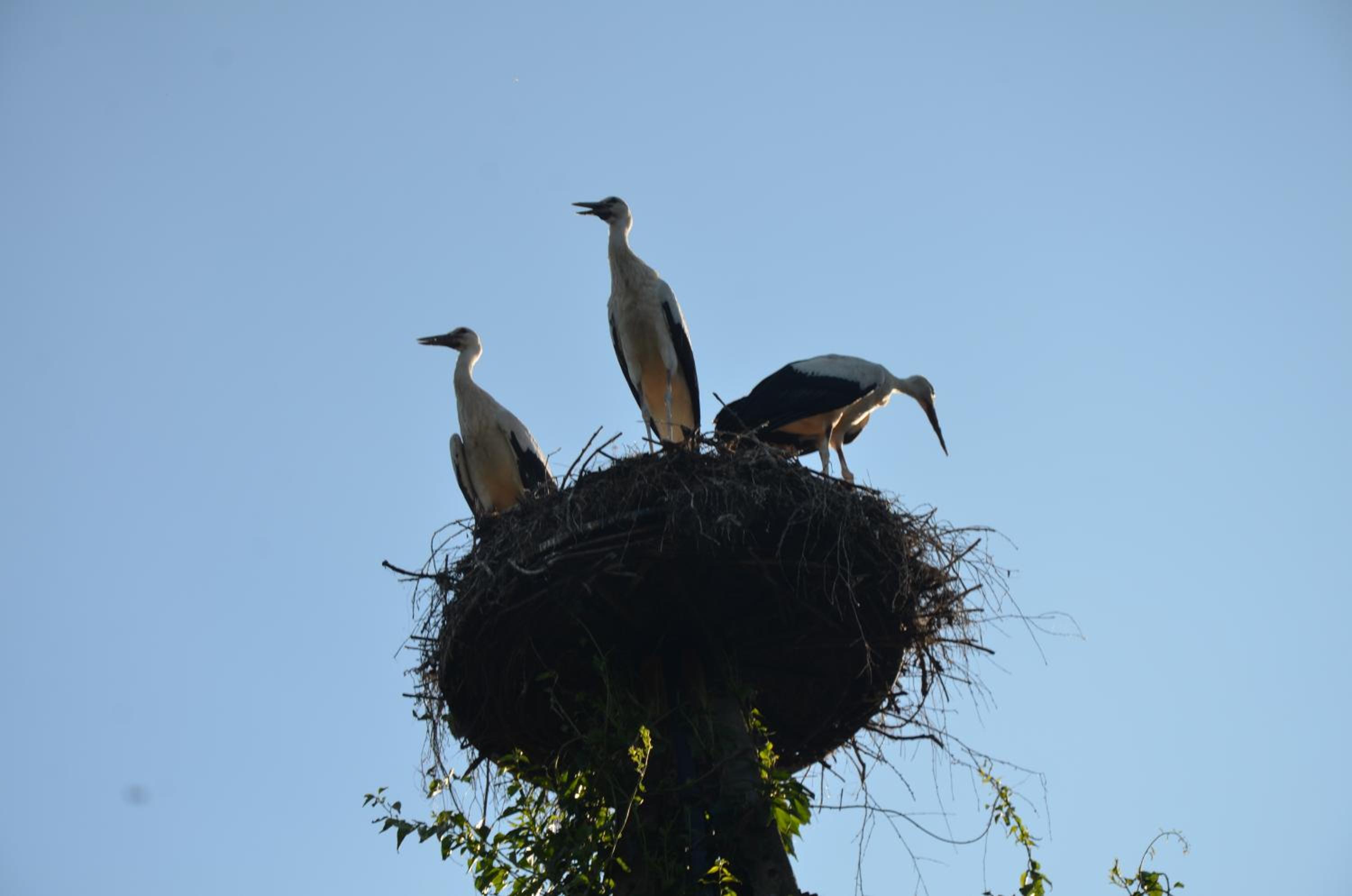 Photo 45