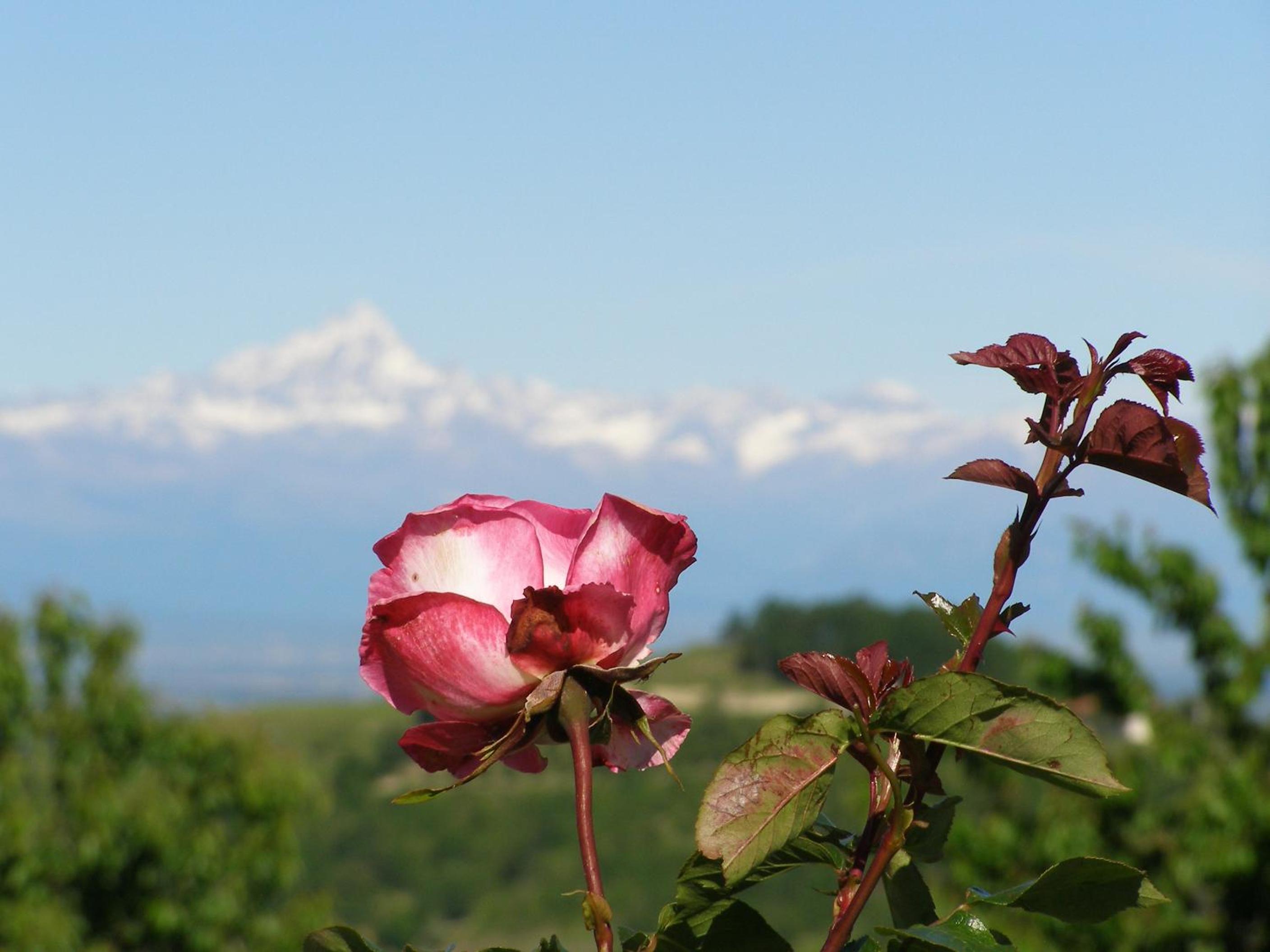 Photo 49