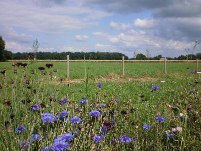 Pipowagen Lidewei Groningen Westerwolde unieke ligging met eigen tuin en vrij uitzicht over veld naar natuurgebied