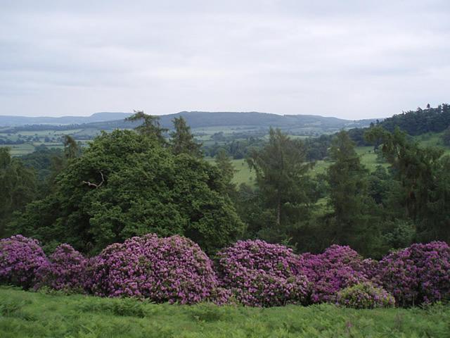 Photo 43