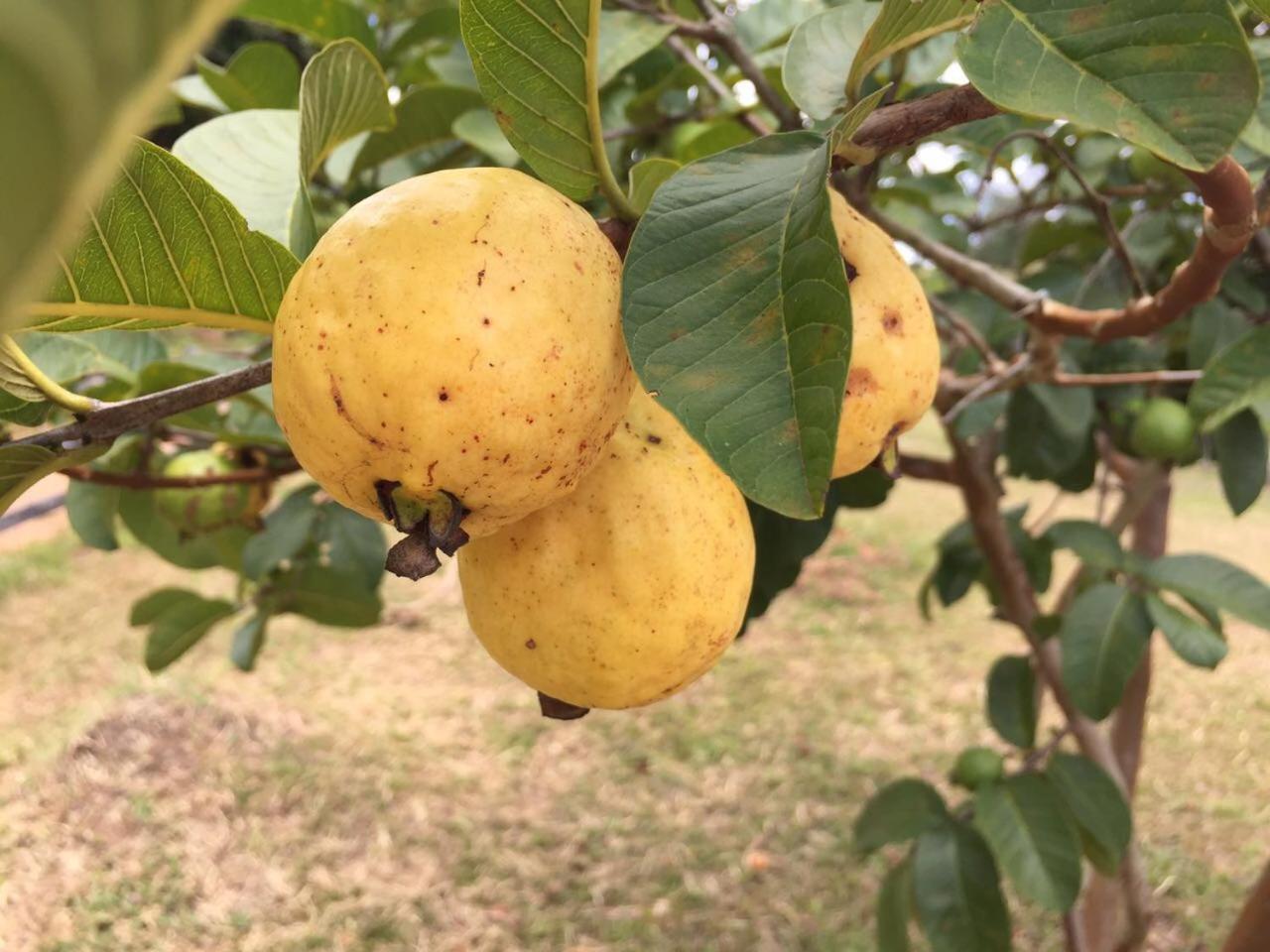 Pousada Água Limpa