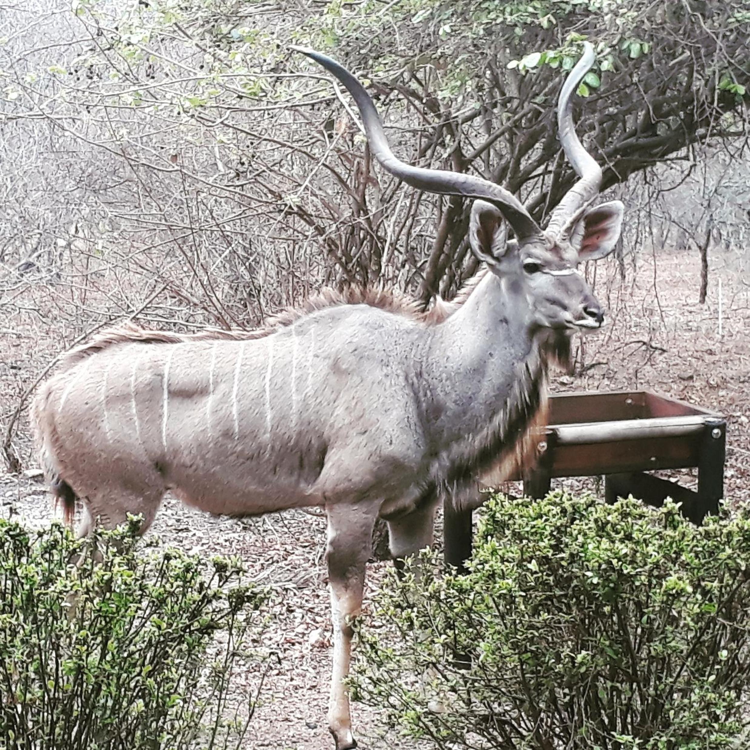 Kruger Dreams Lodge