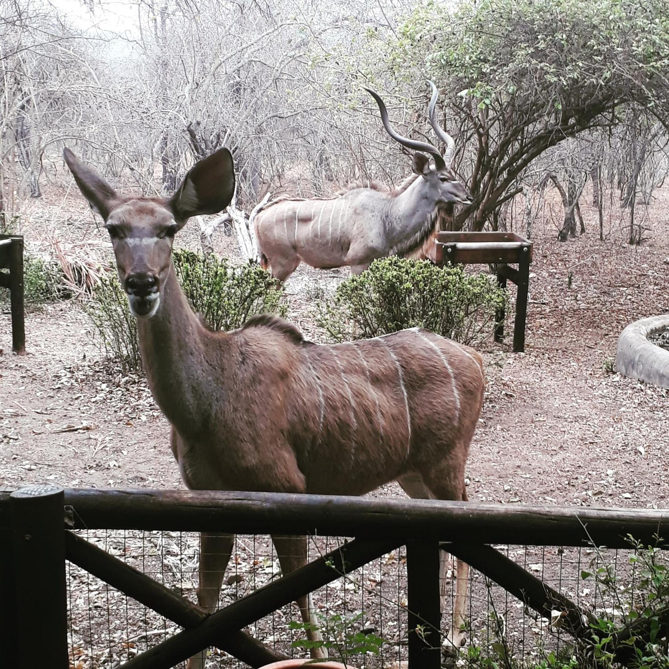Kruger Dreams Lodge