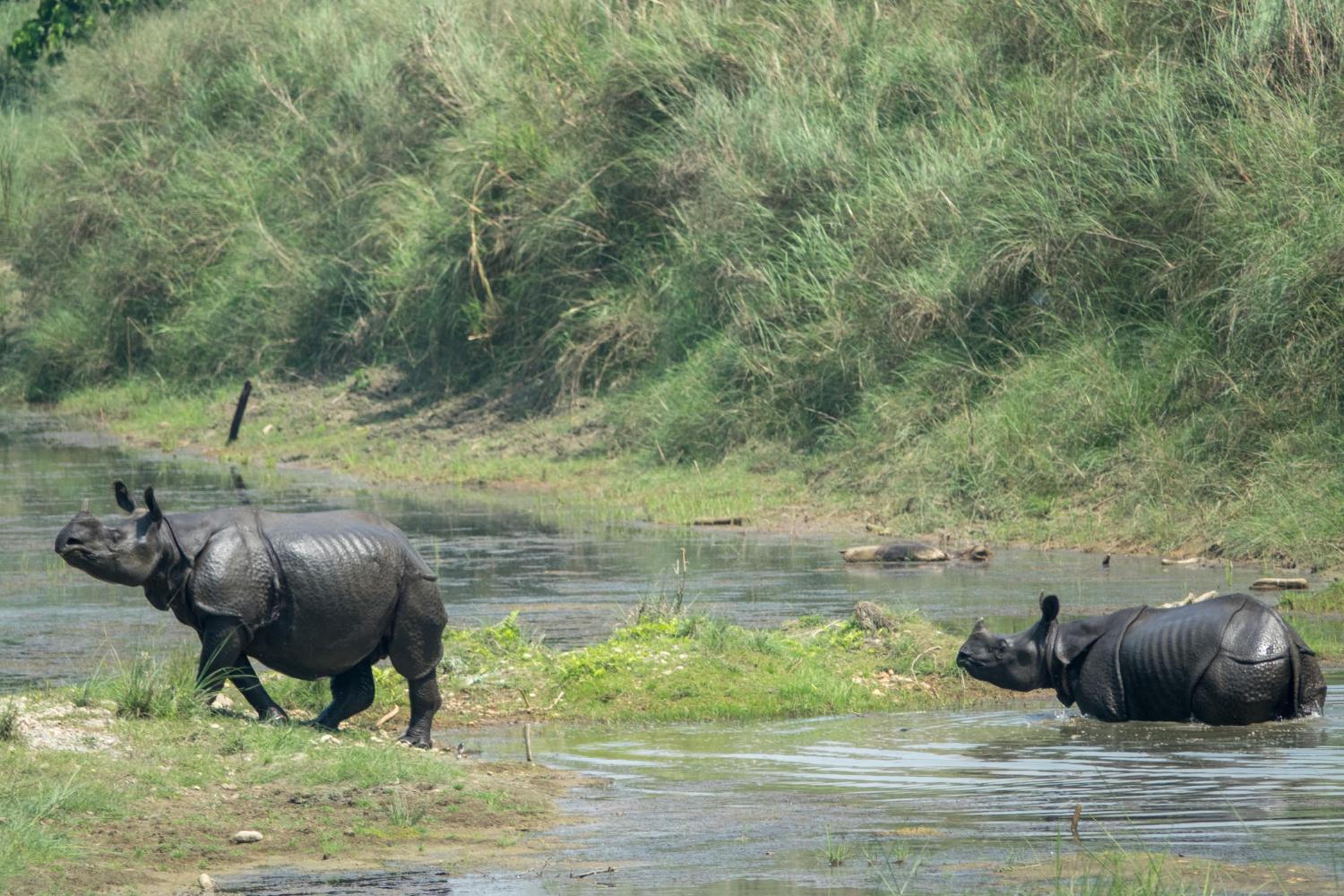 Tiger Tops Tharu Lodge
