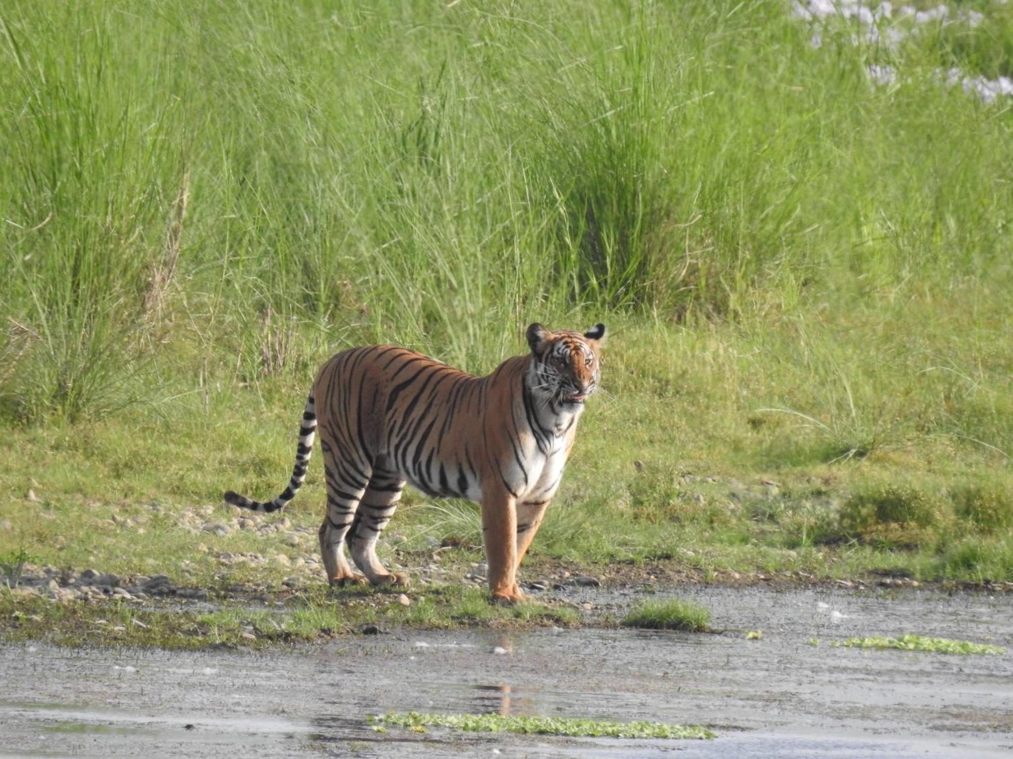Tiger Tops Tharu Lodge