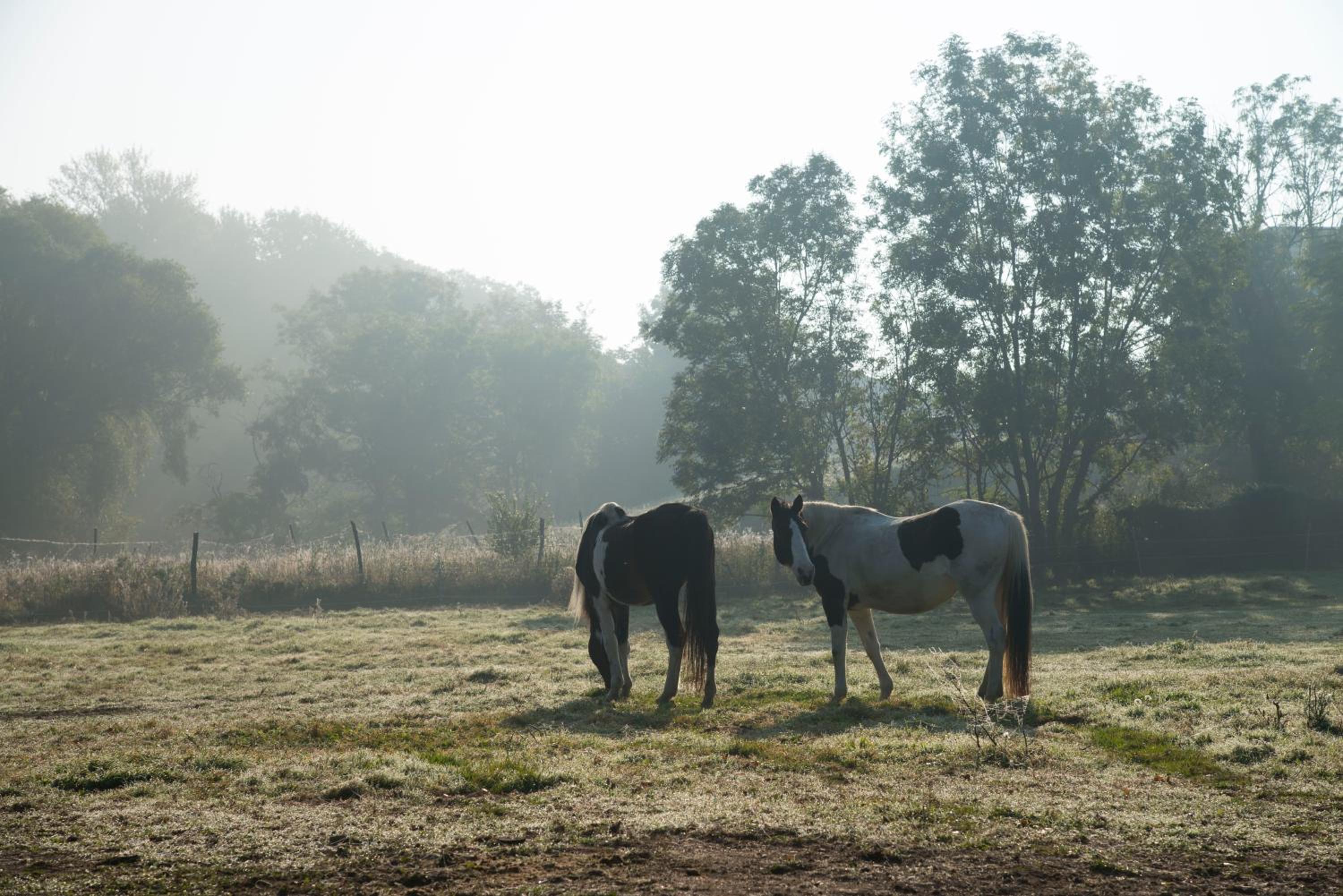 Ranchzimmer am Hippo-Campus Reit- und Therapiezentrum