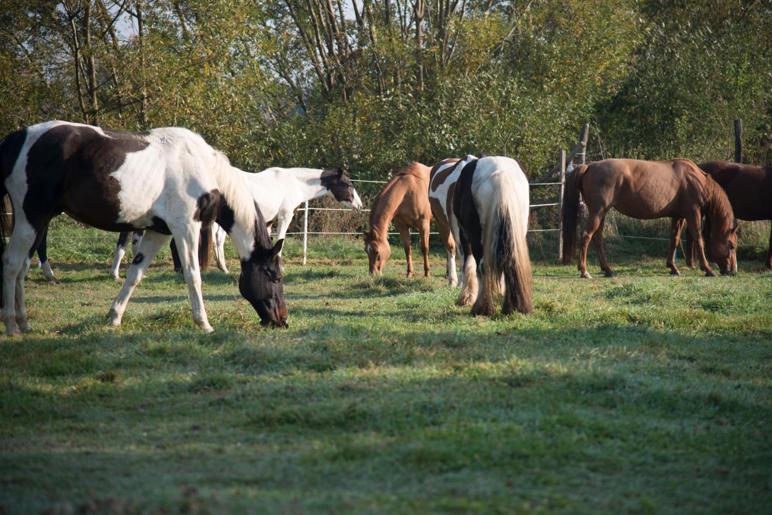 Ranchzimmer am Hippo-Campus Reit- und Therapiezentrum