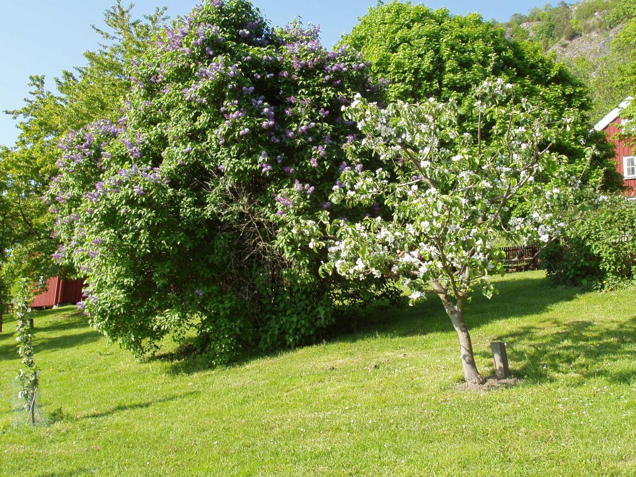 Photo 42