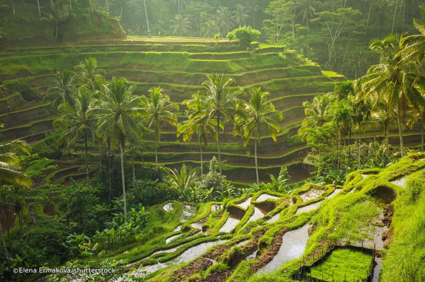 The Mahogany Villa Ubud
