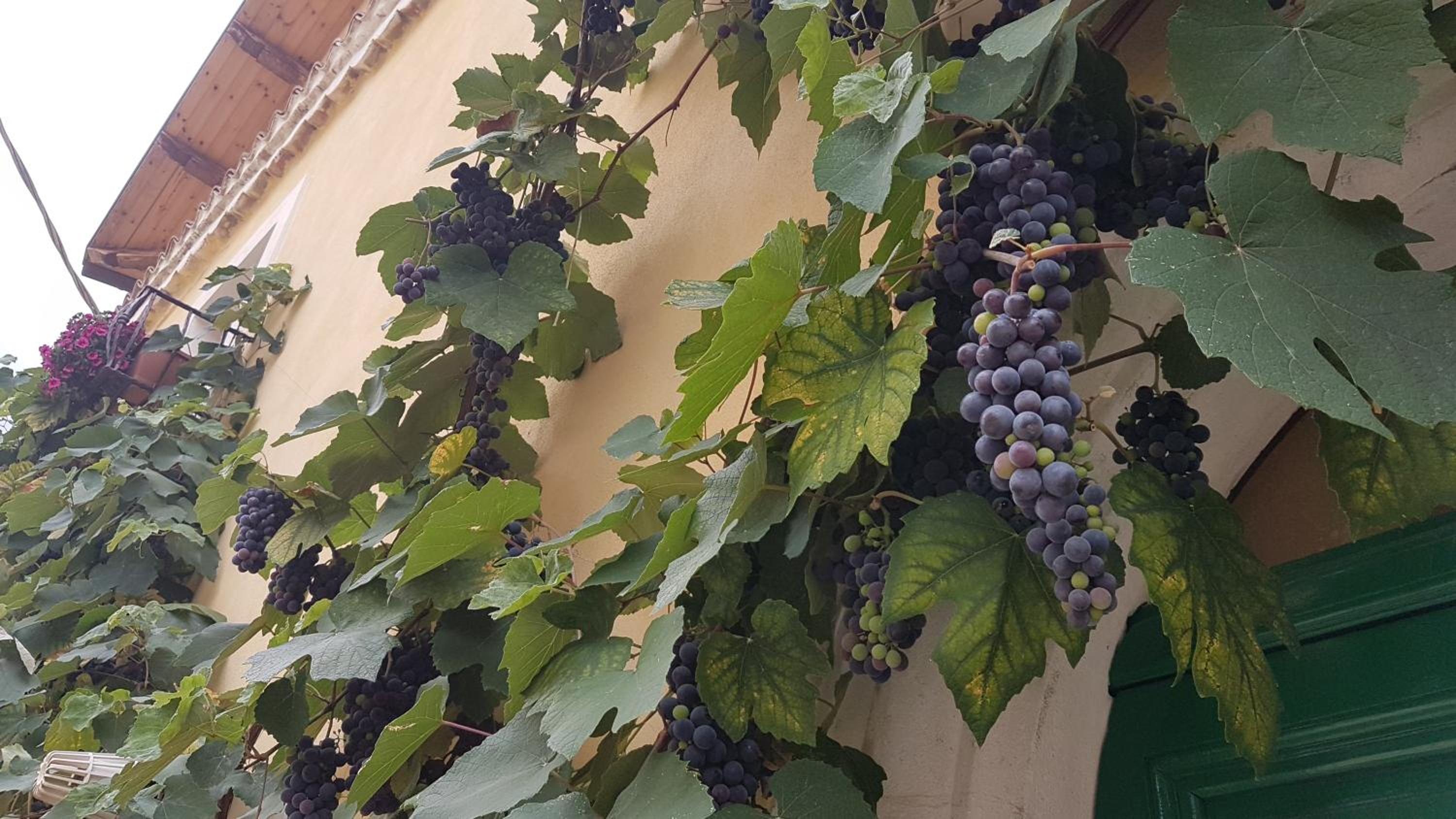 Scaccia pensieri en Cerchio