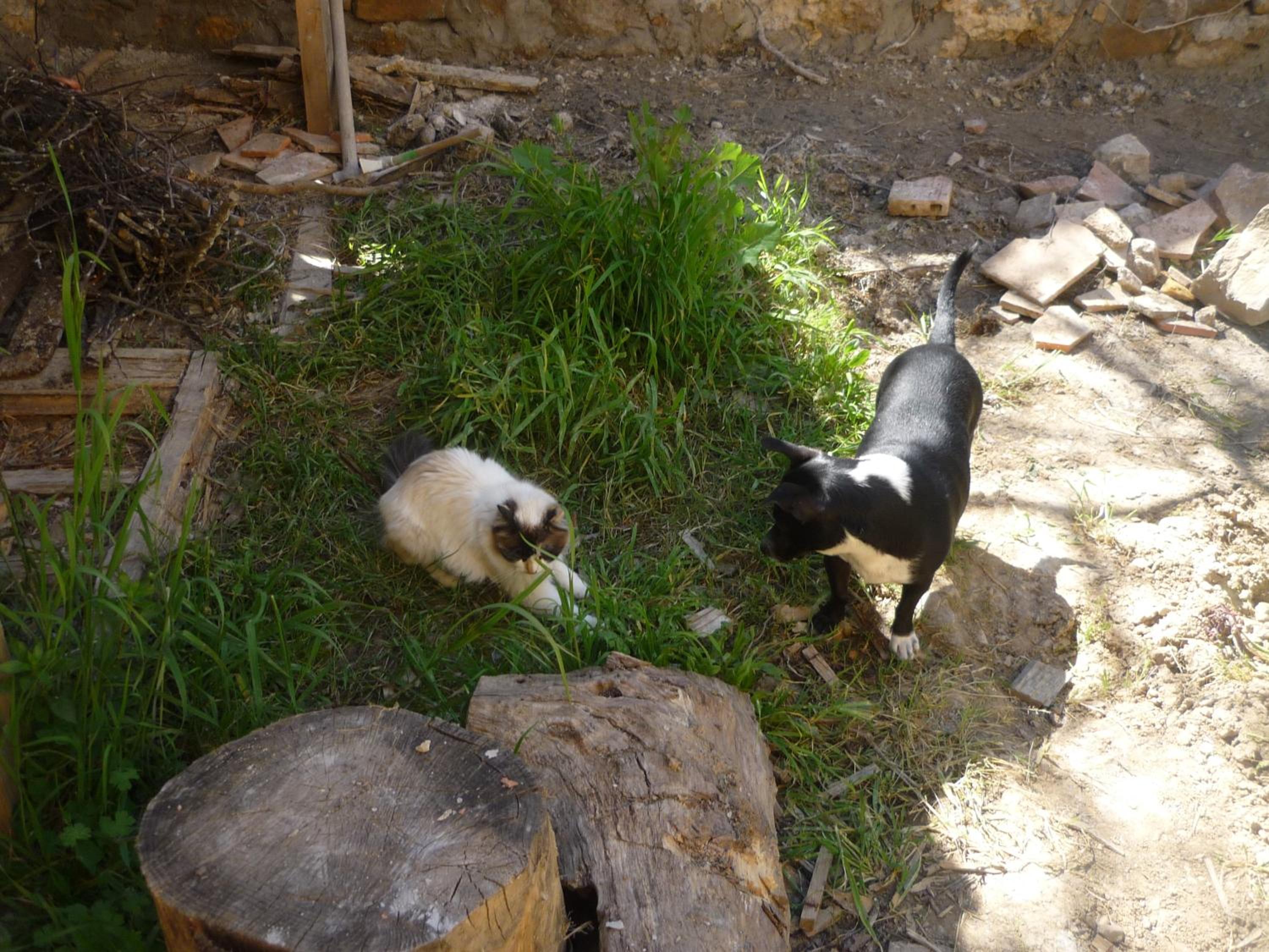 Photo 46