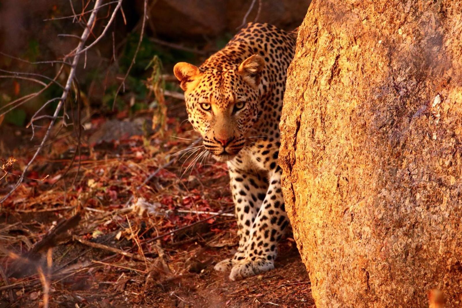 isiLimela Game Lodge