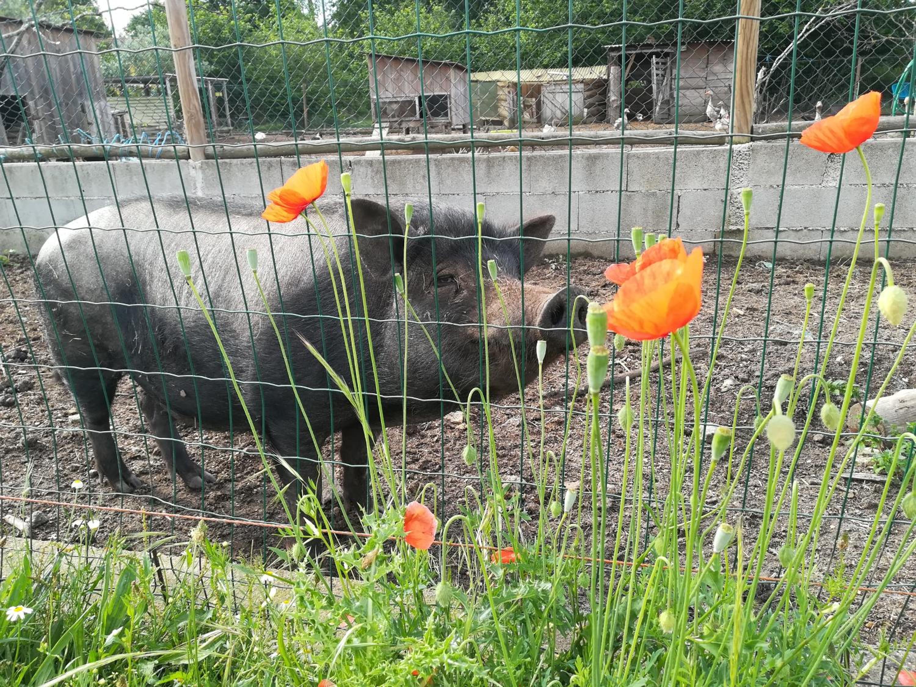 Casa Das Palmeiras-Pedagogic Farm