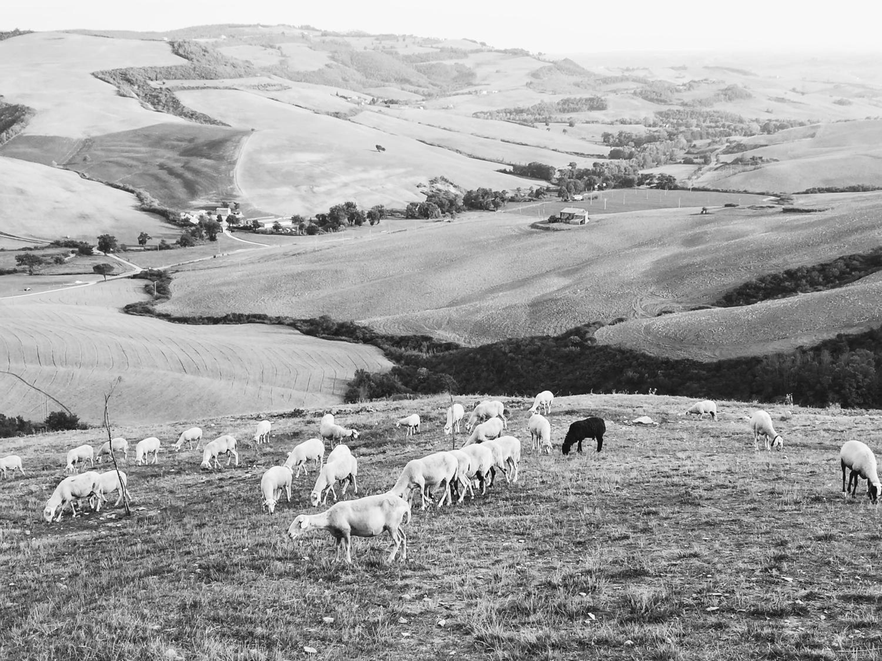 Agriturismo Collomici