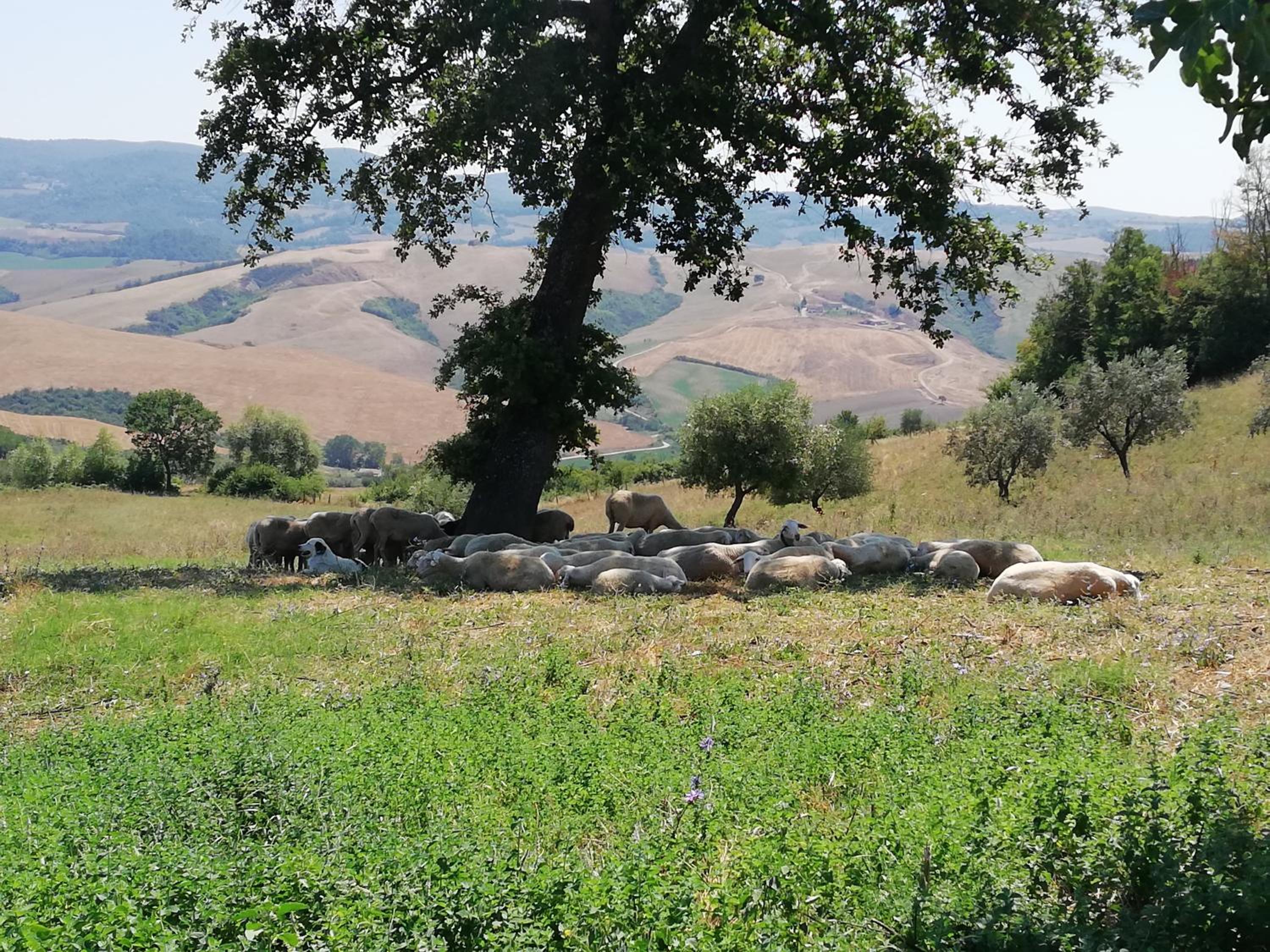 Agriturismo Collomici