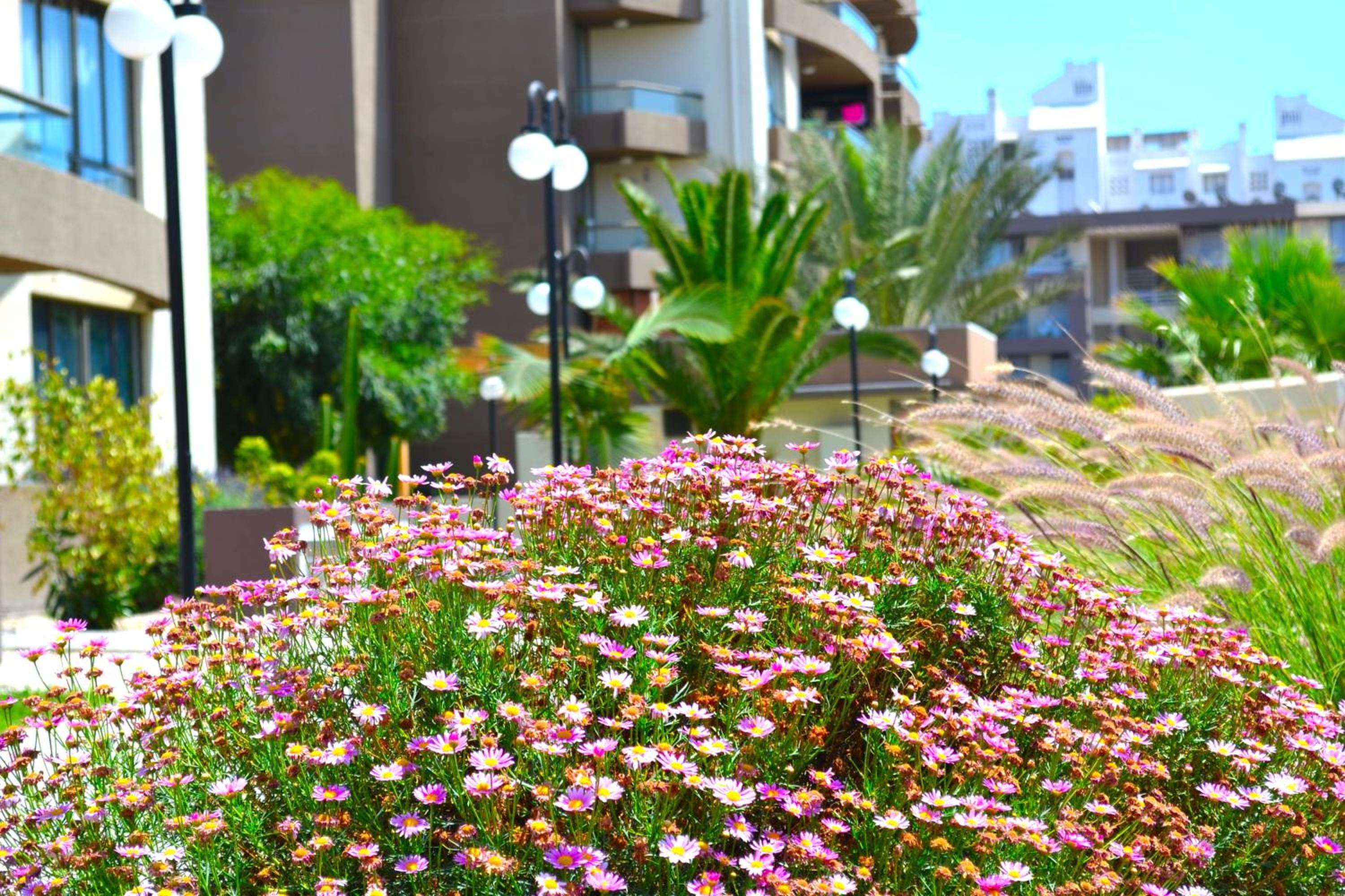 Apartamentos Alma Socoroma