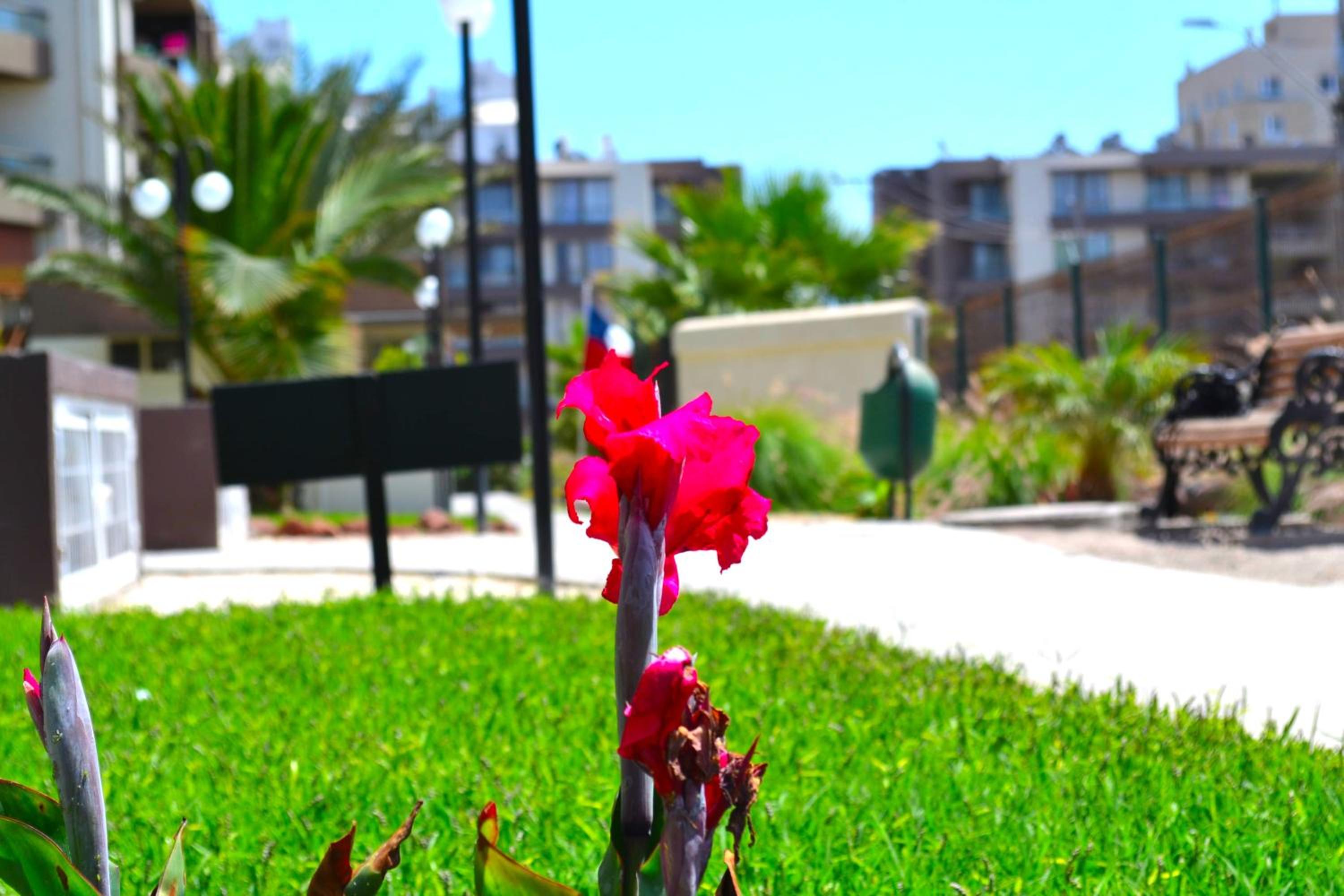 Apartamentos Alma Socoroma