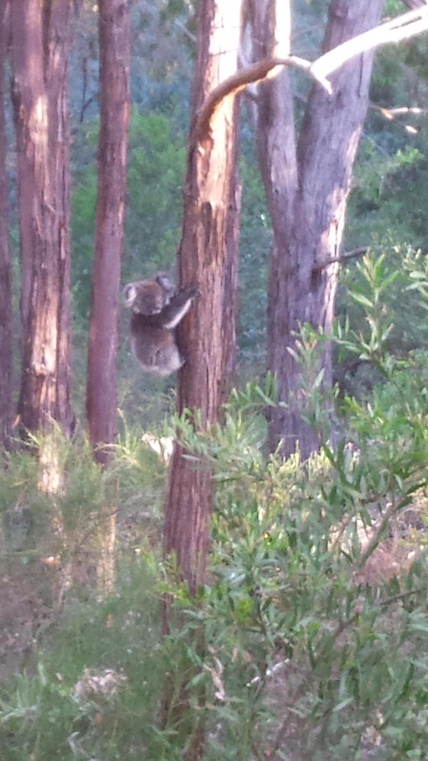 Stringybark Hills Retreat