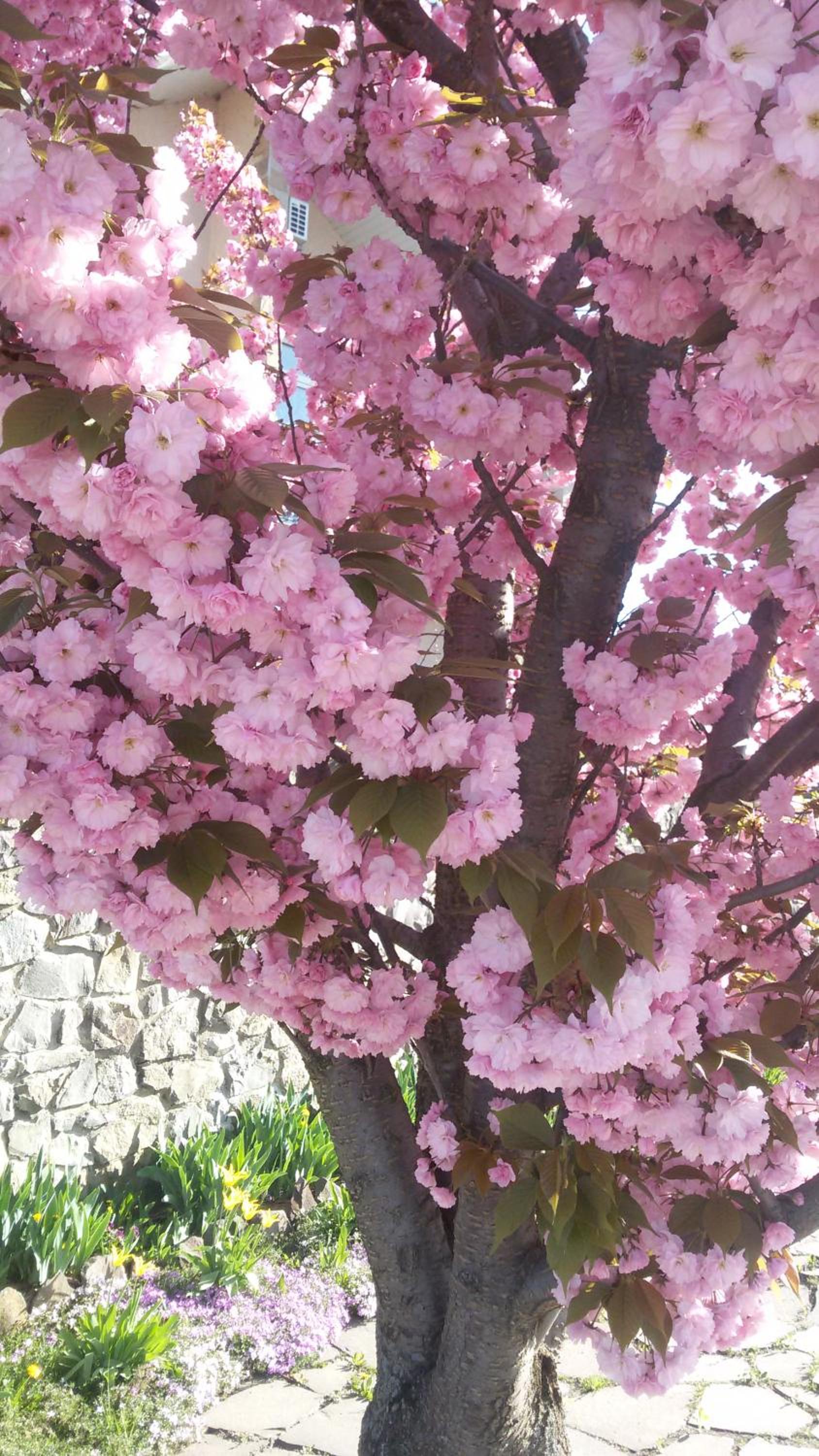 Photo 49