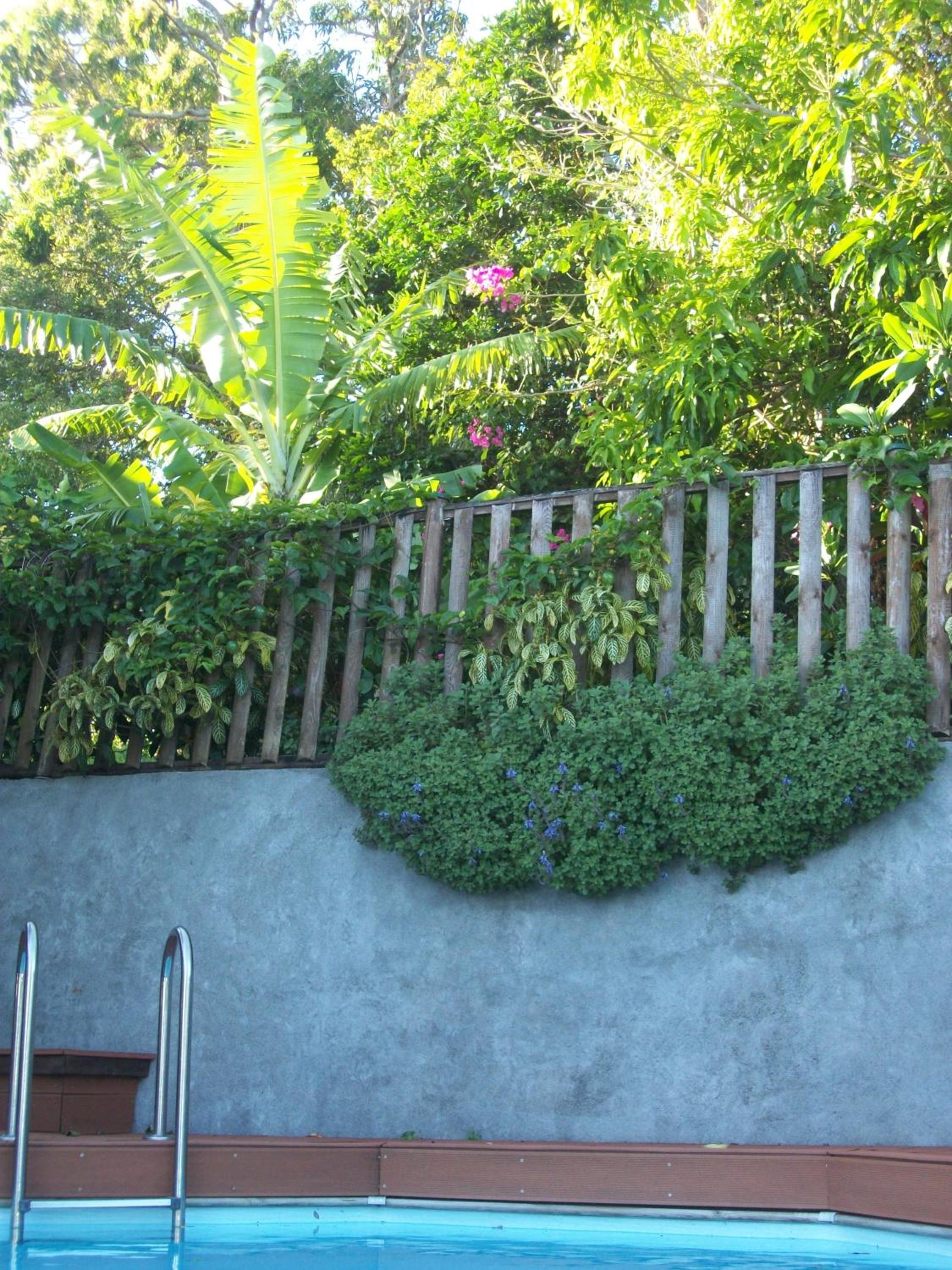 mango tree lodge