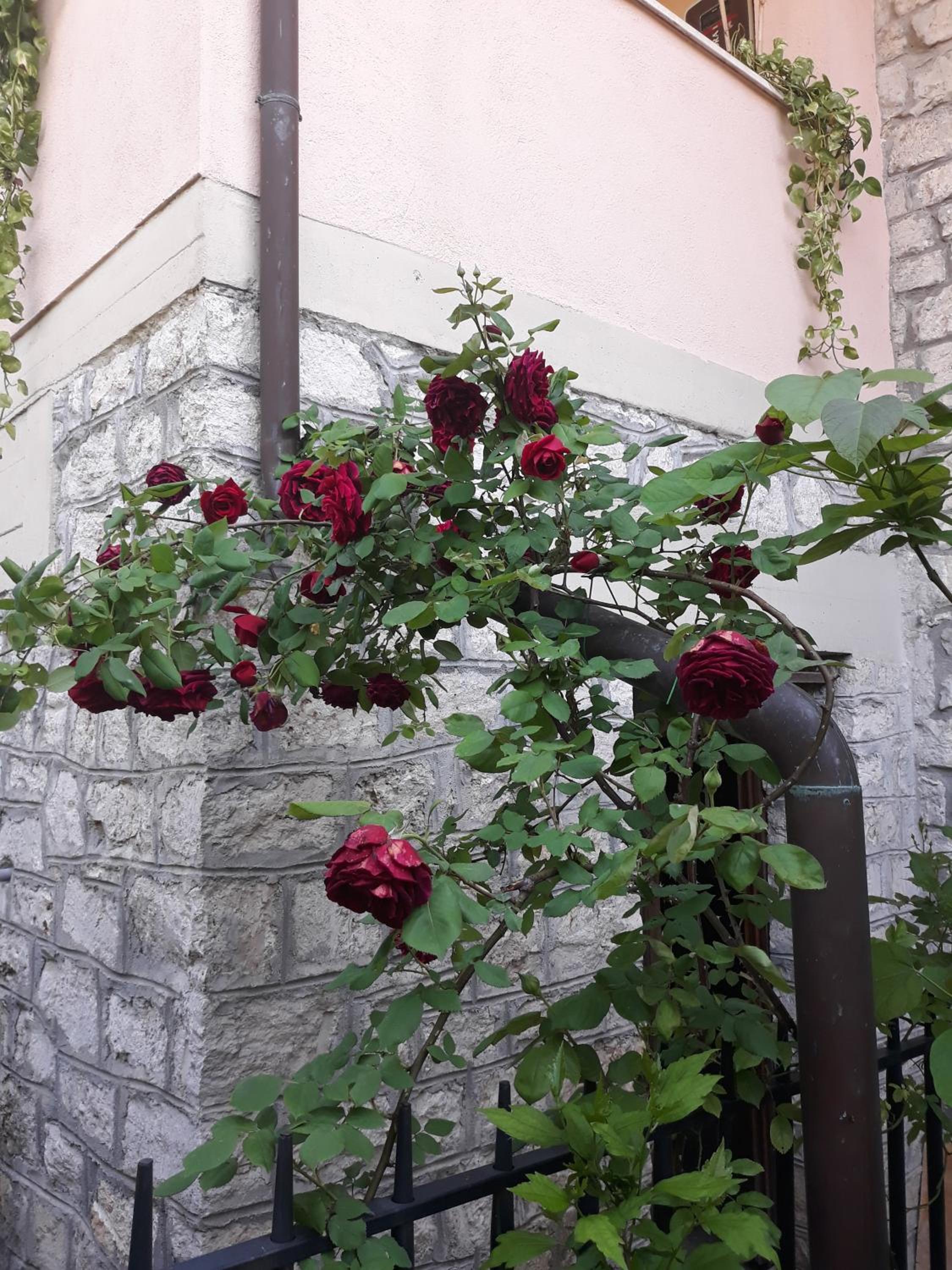 Photo 26