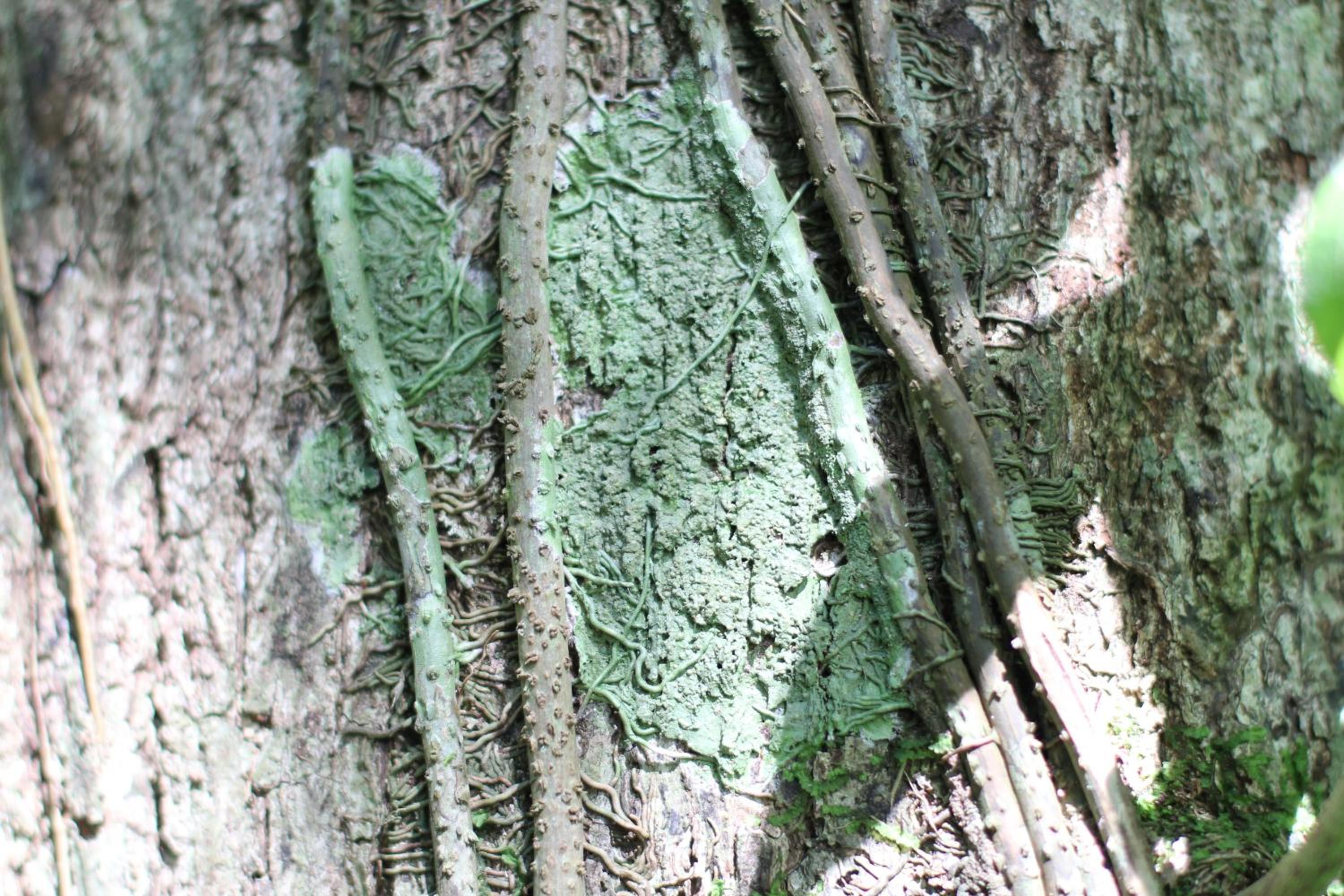 Teva Hotel & Jungle Reserve