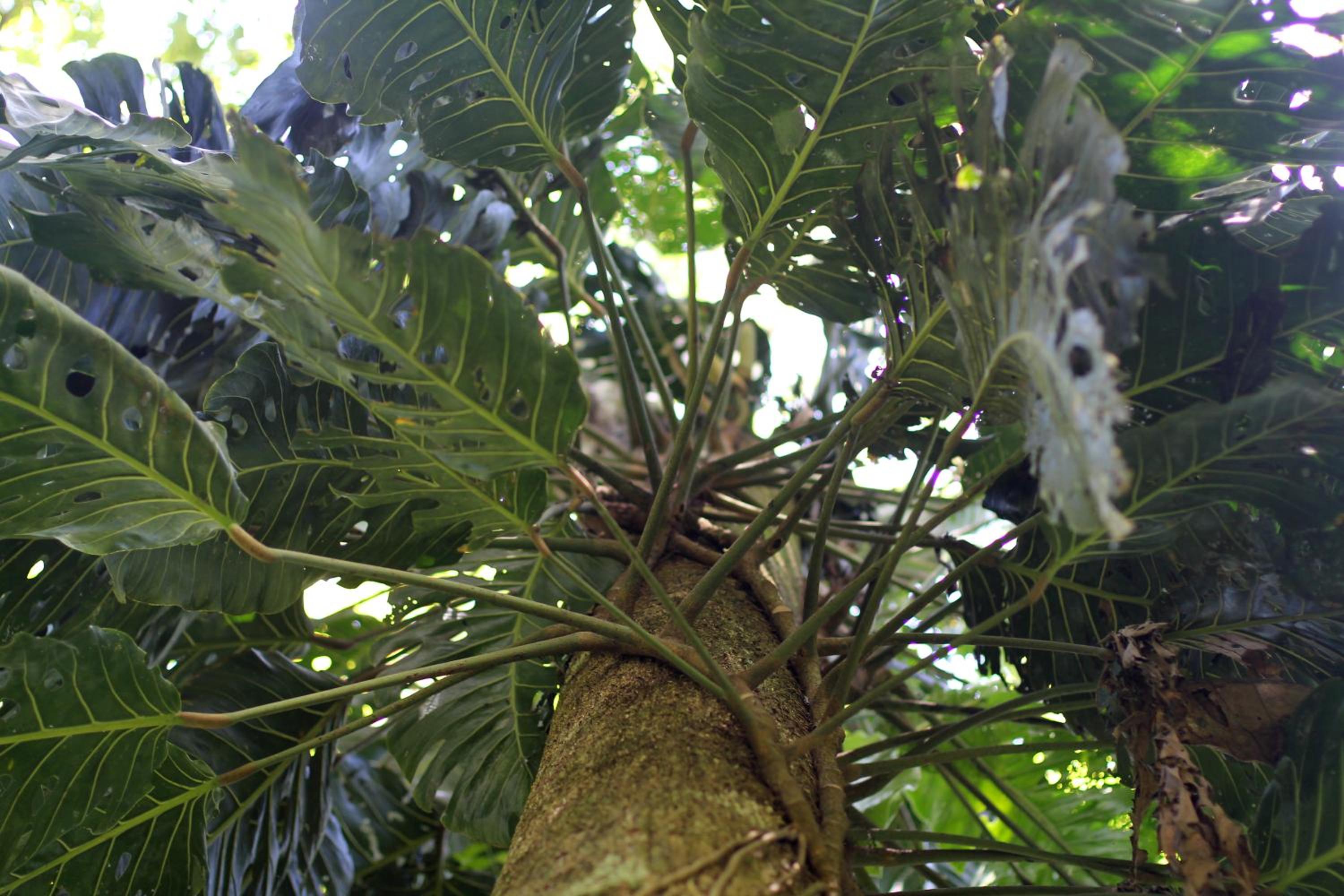 Teva Hotel & Jungle Reserve