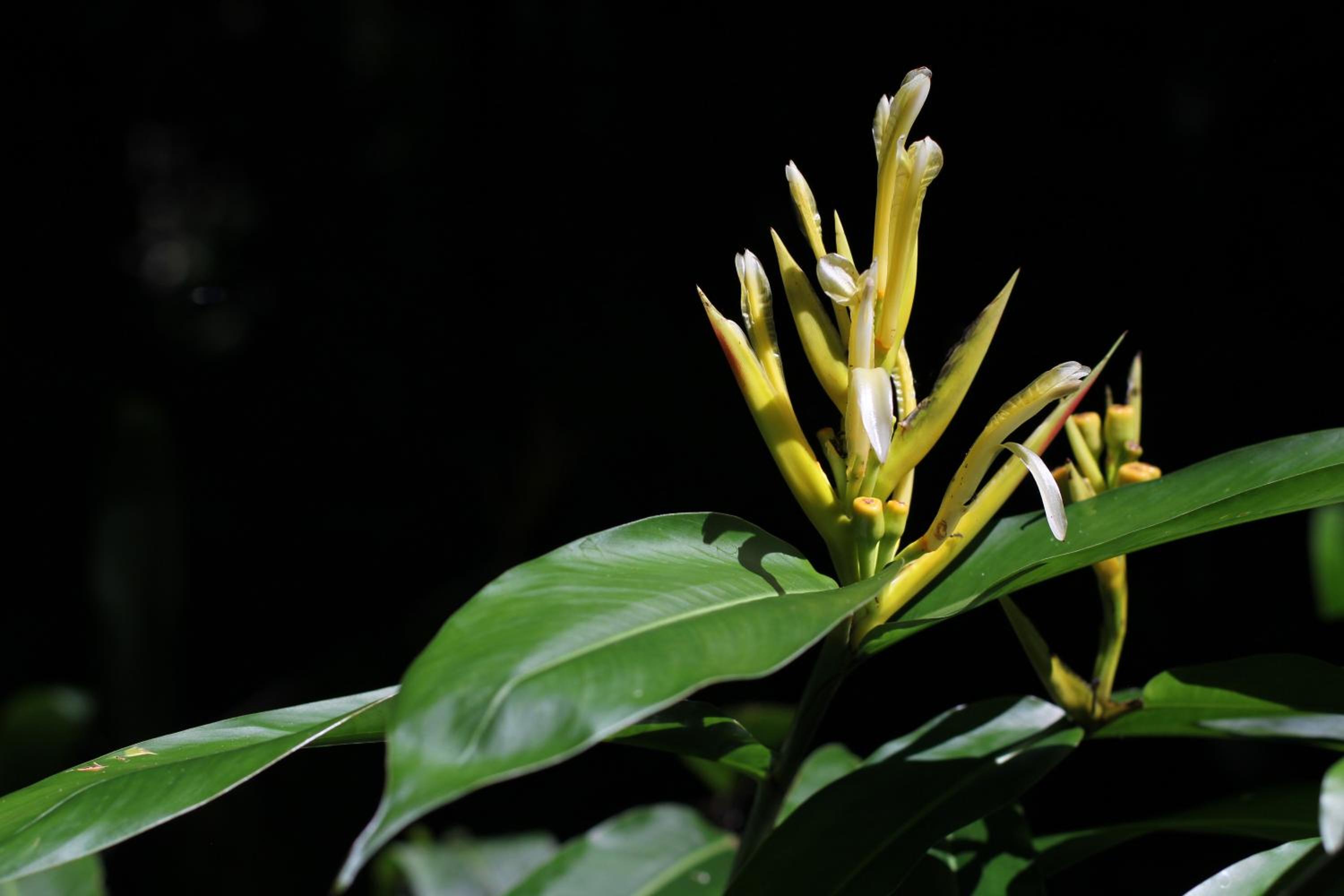 Teva Hotel & Jungle Reserve