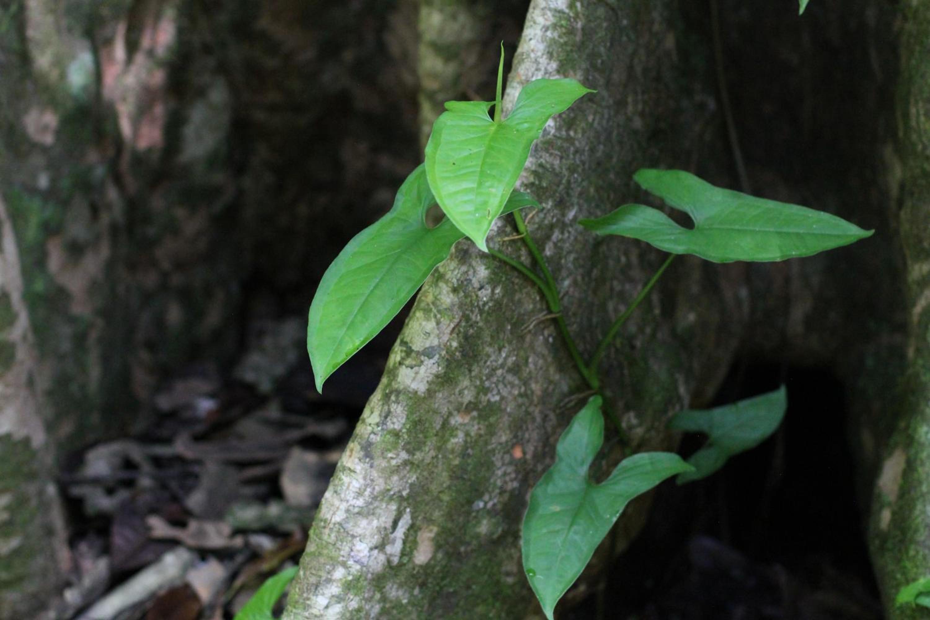 Teva Hotel & Jungle Reserve